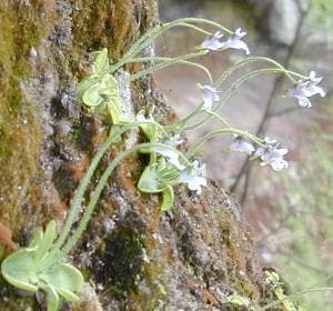 Pinguicula ramosa