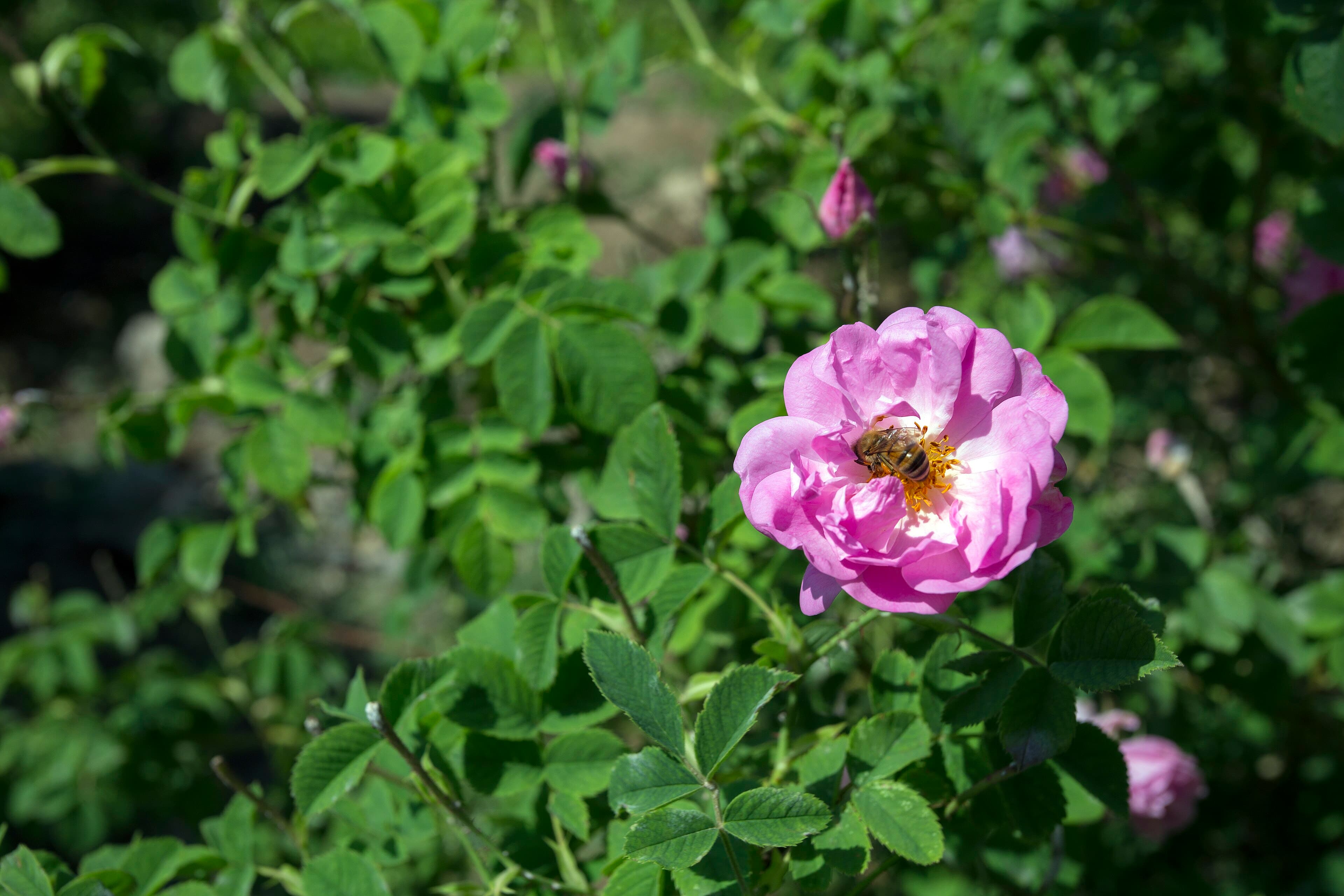 Rosa × damascena