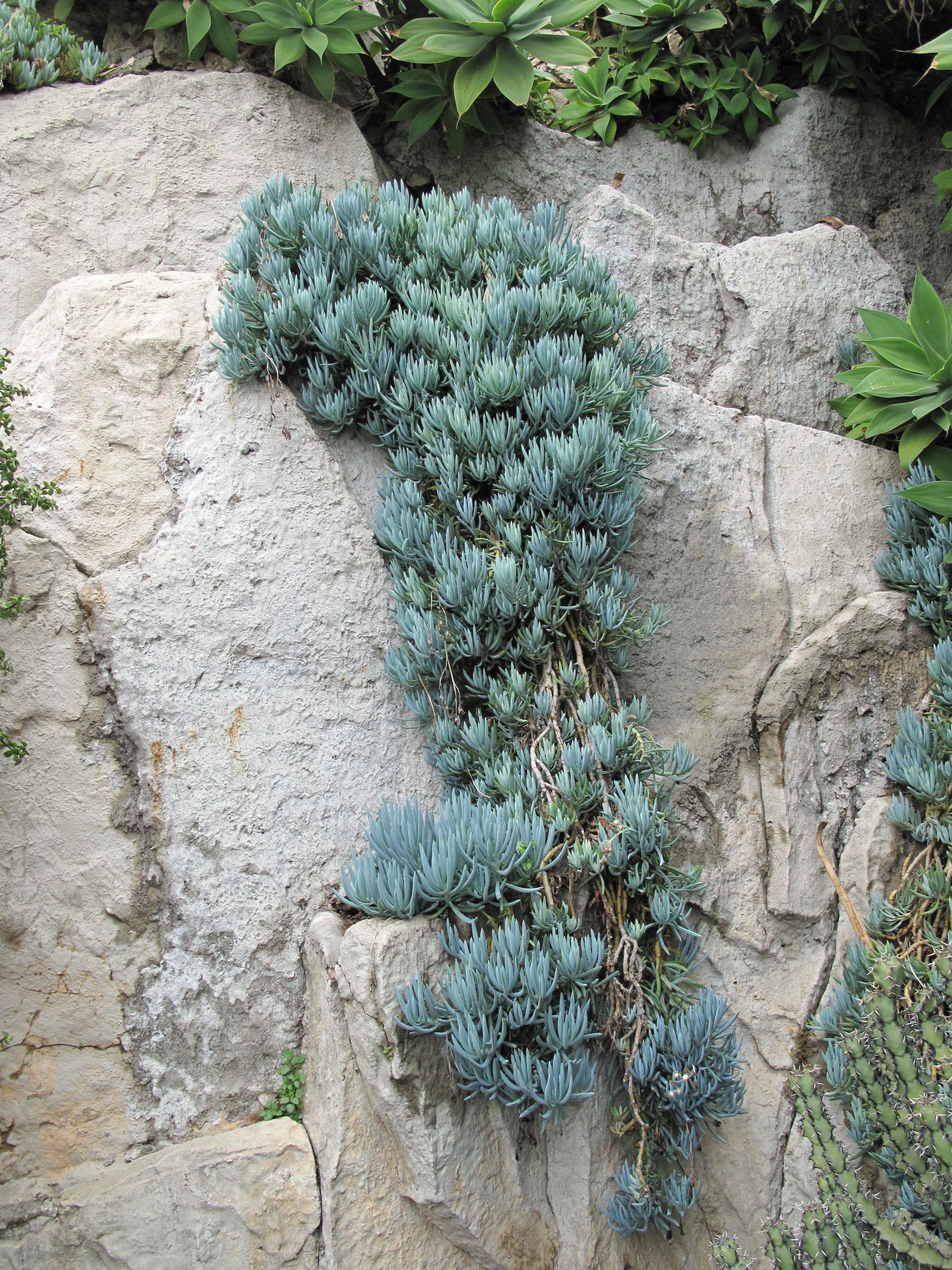 Senecio mandraliscae