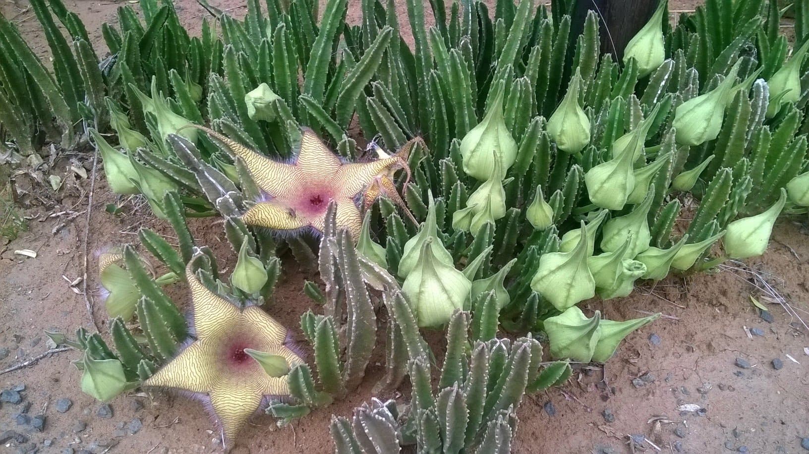 Stapelia gigantea