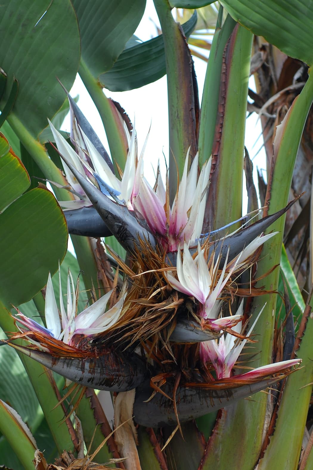 Strelitzia nicolai