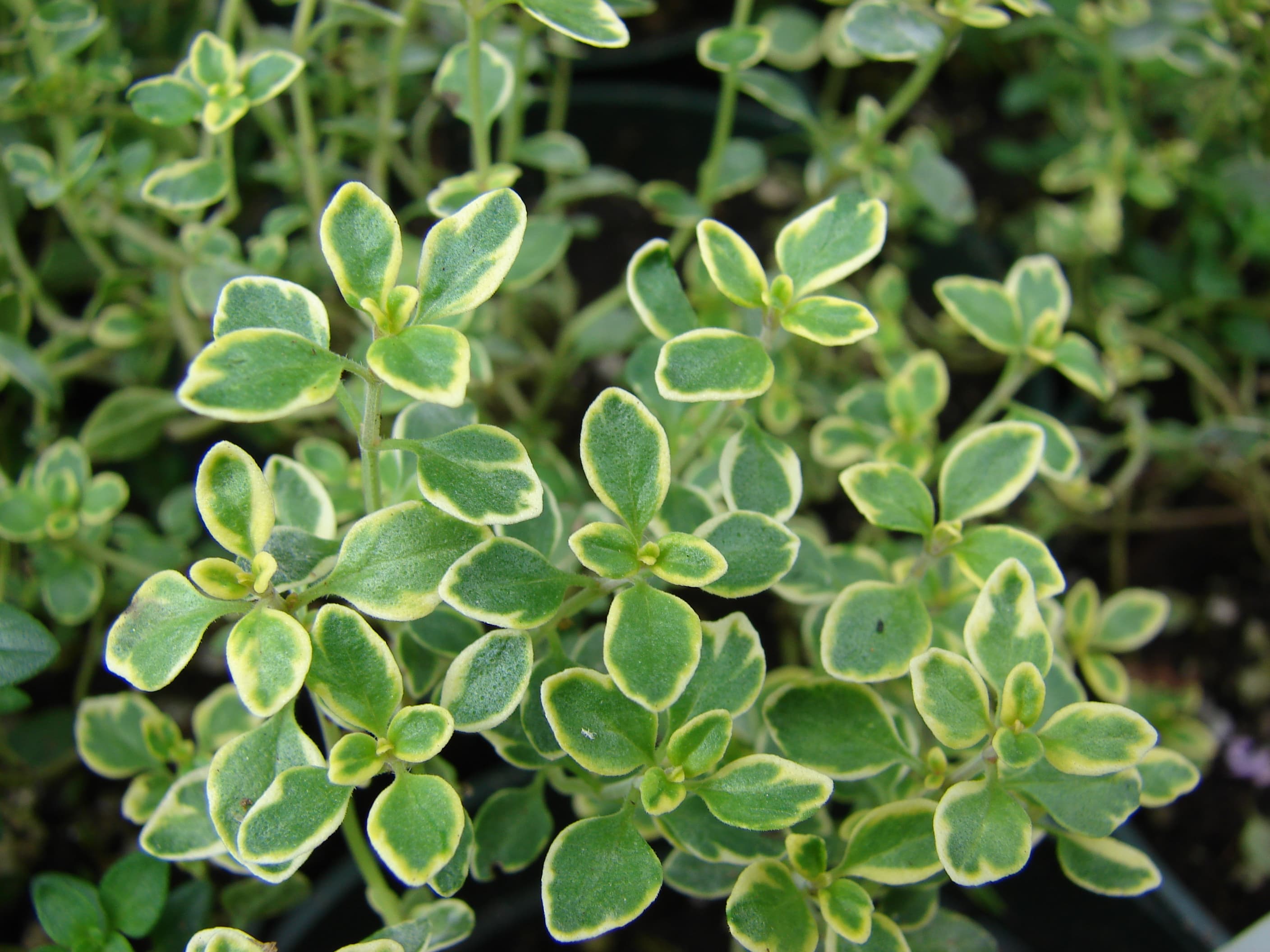 Thymus × citriodorus