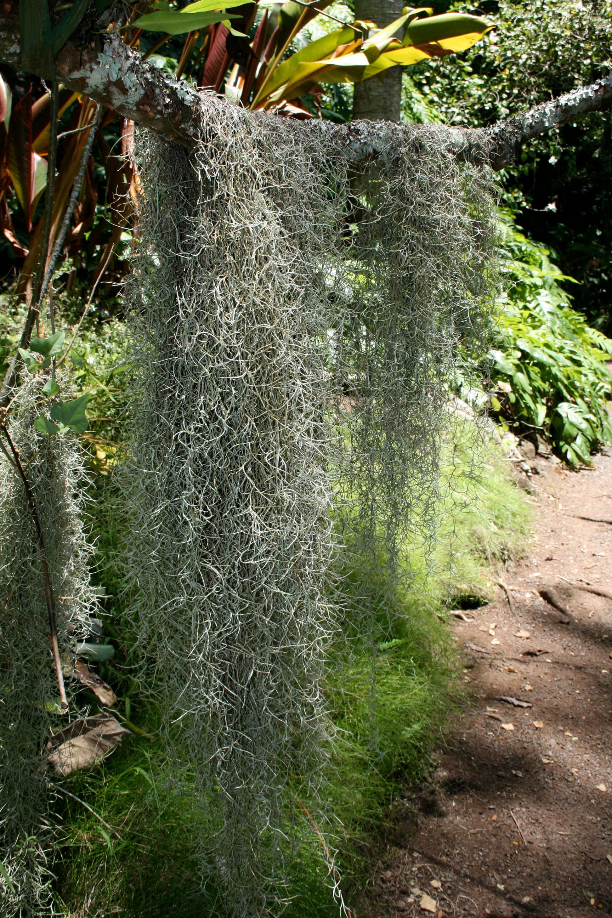 Tillandsia usneoides
