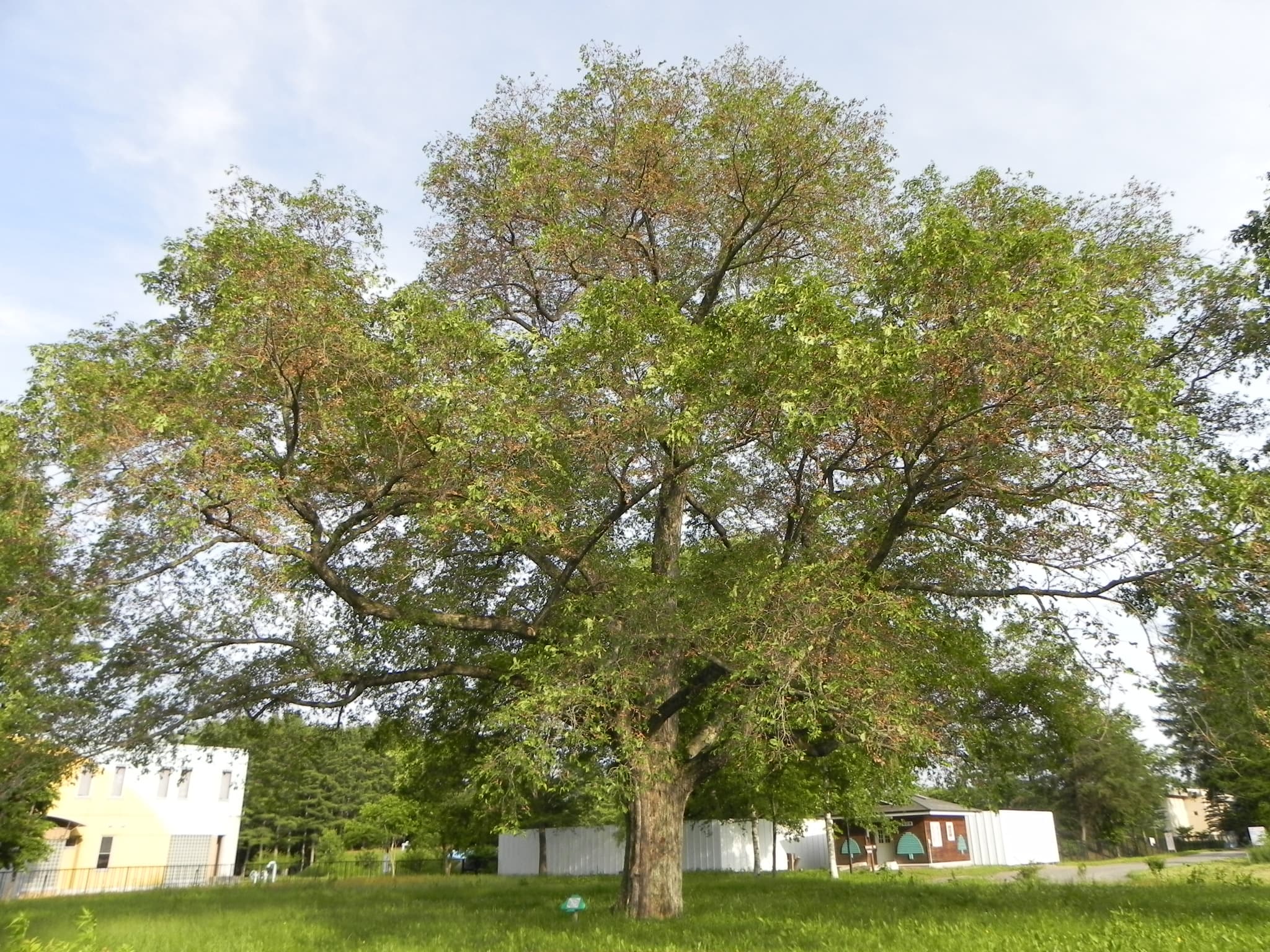 Ulmus davidiana var. japonica