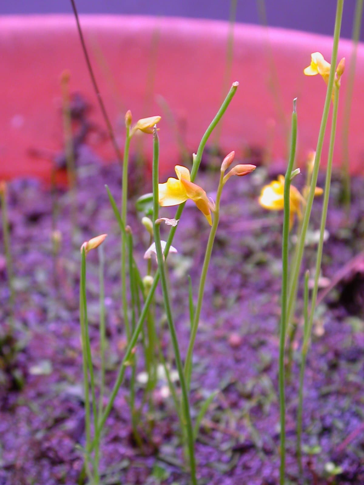 Utricularia bifida
