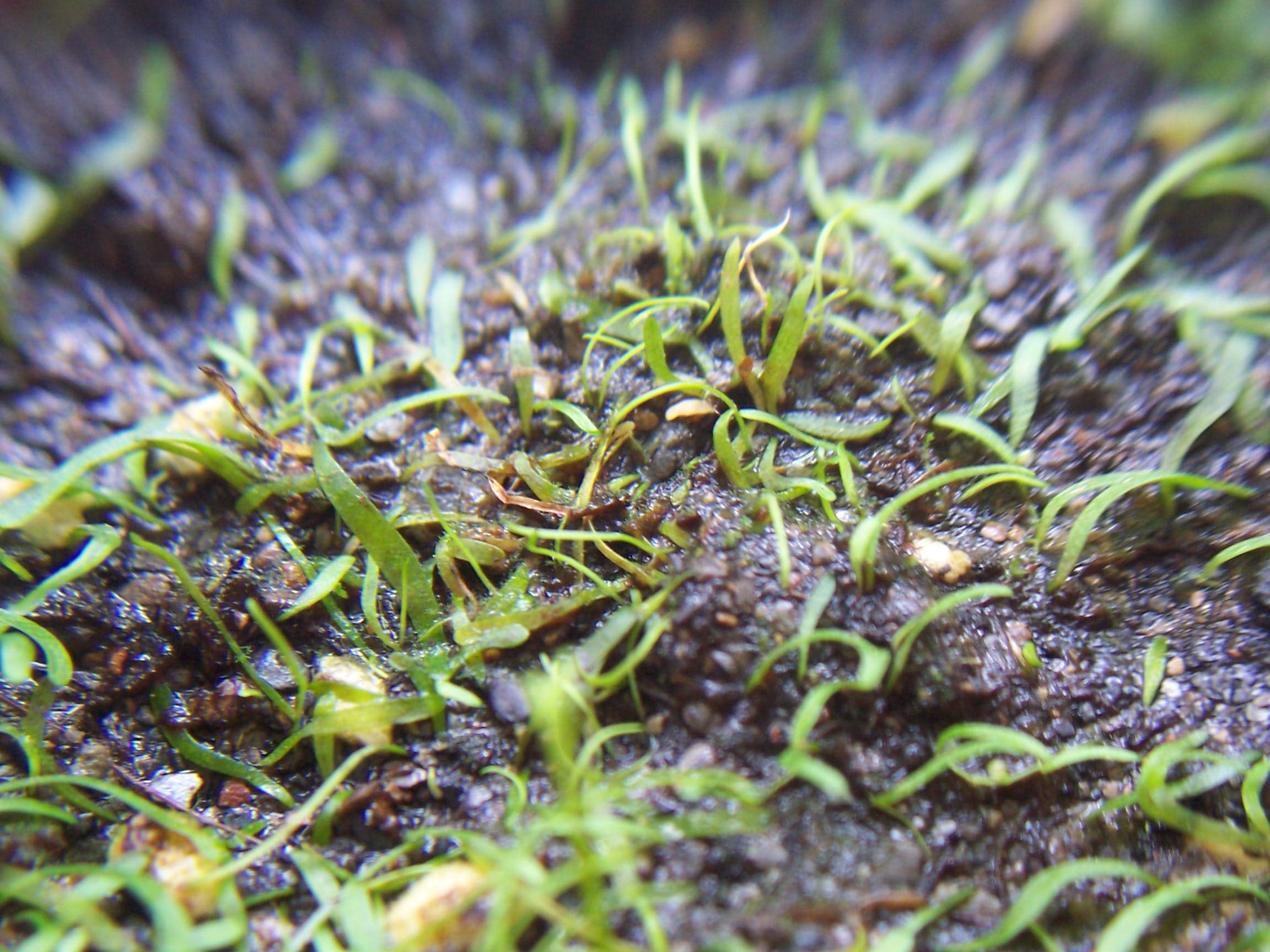 Utricularia fulva