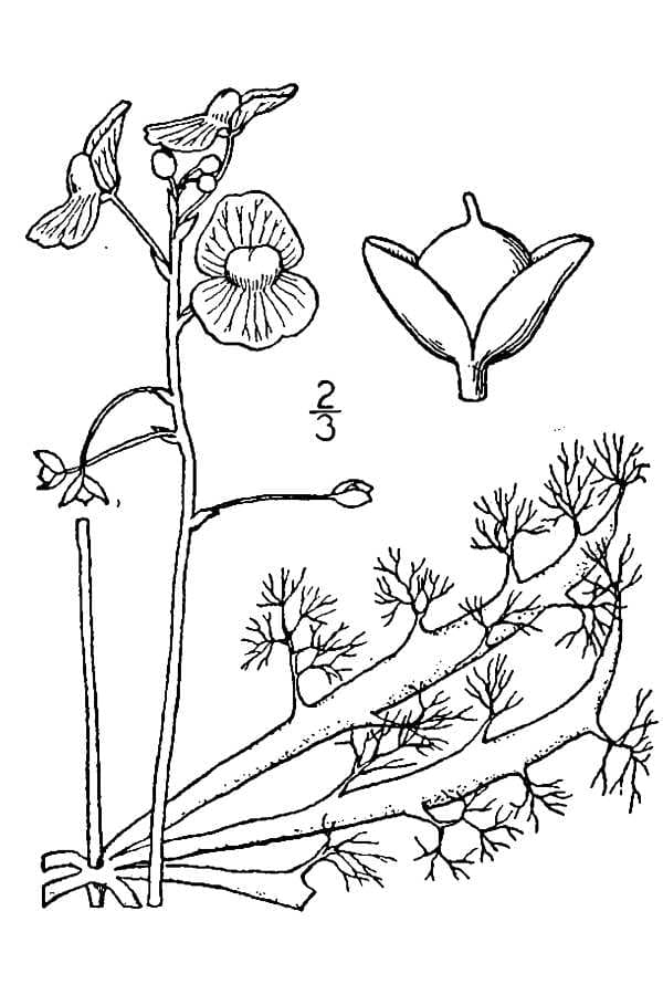 Utricularia inflata