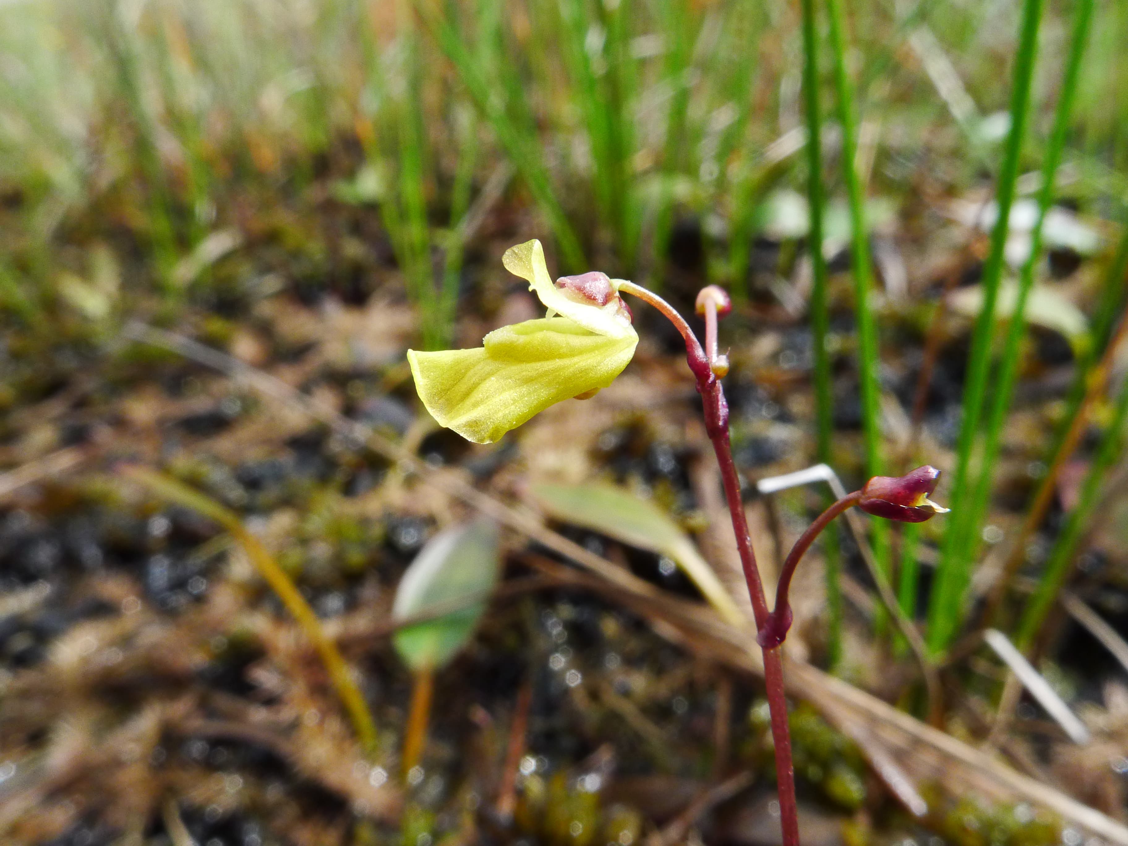 Utricularia ochroleuca