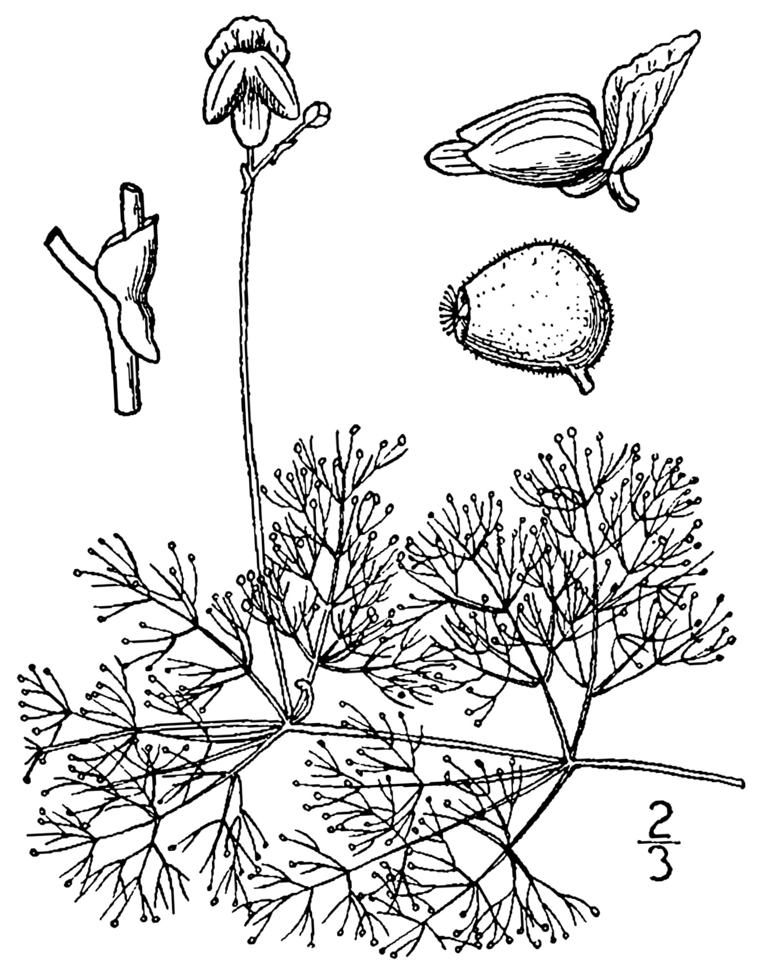 Utricularia purpurea