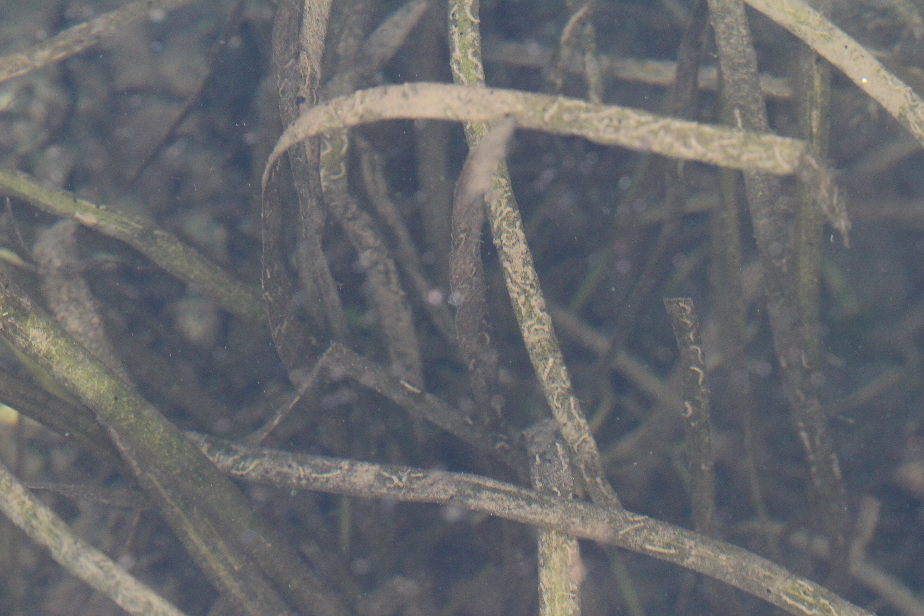Vallisneria americana