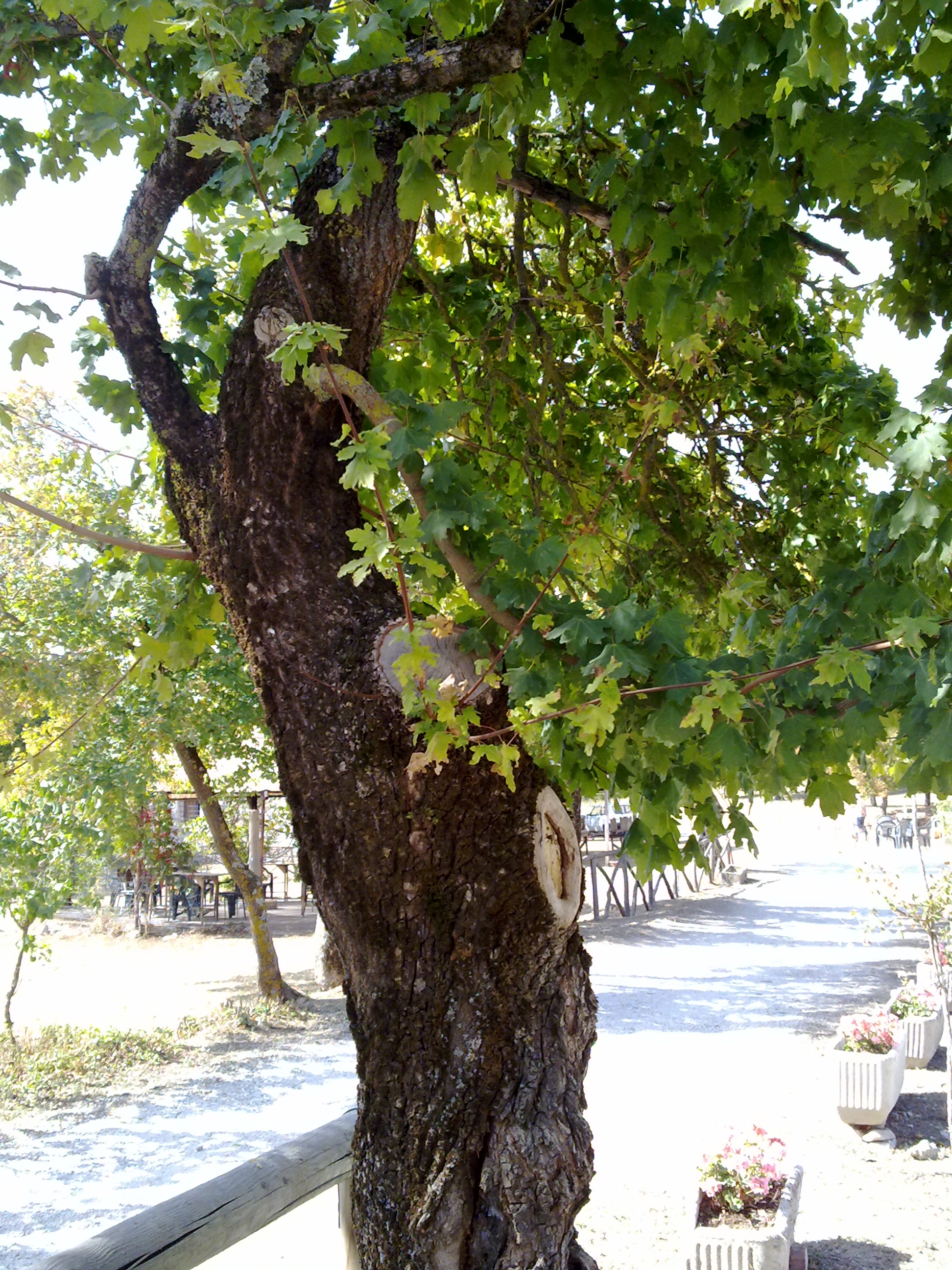 Acer