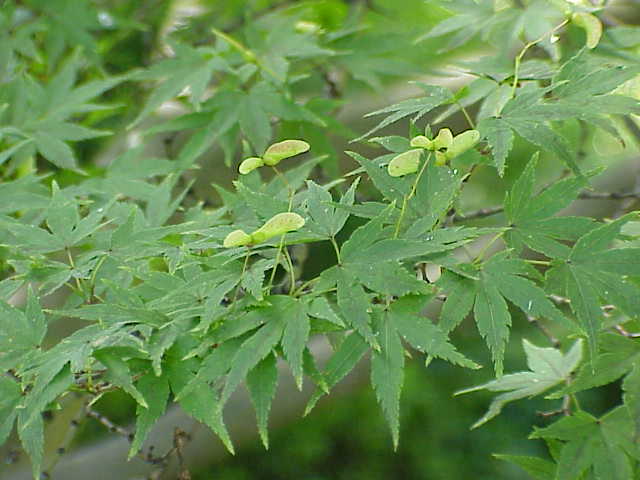 Acer