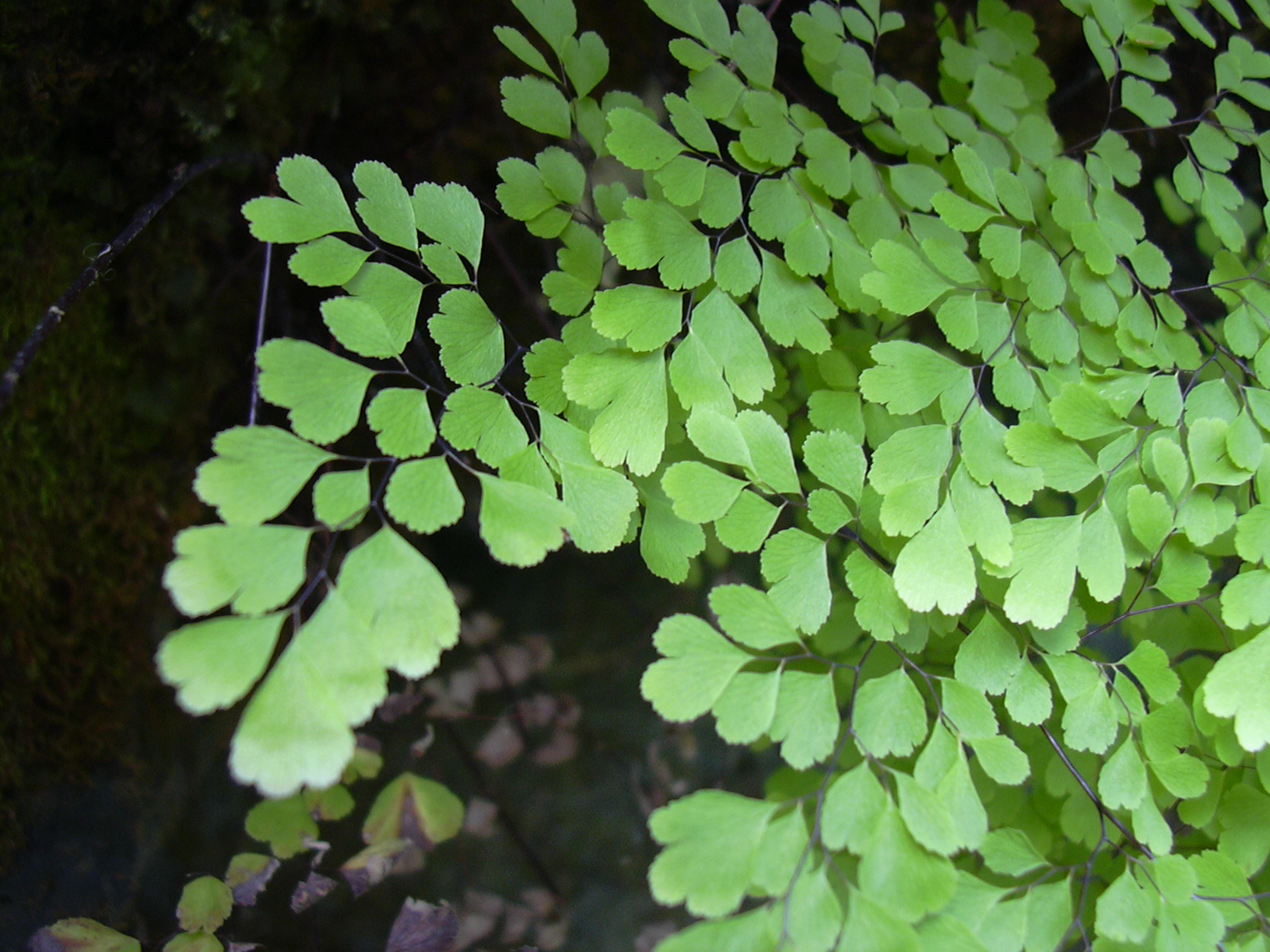 Adiantum