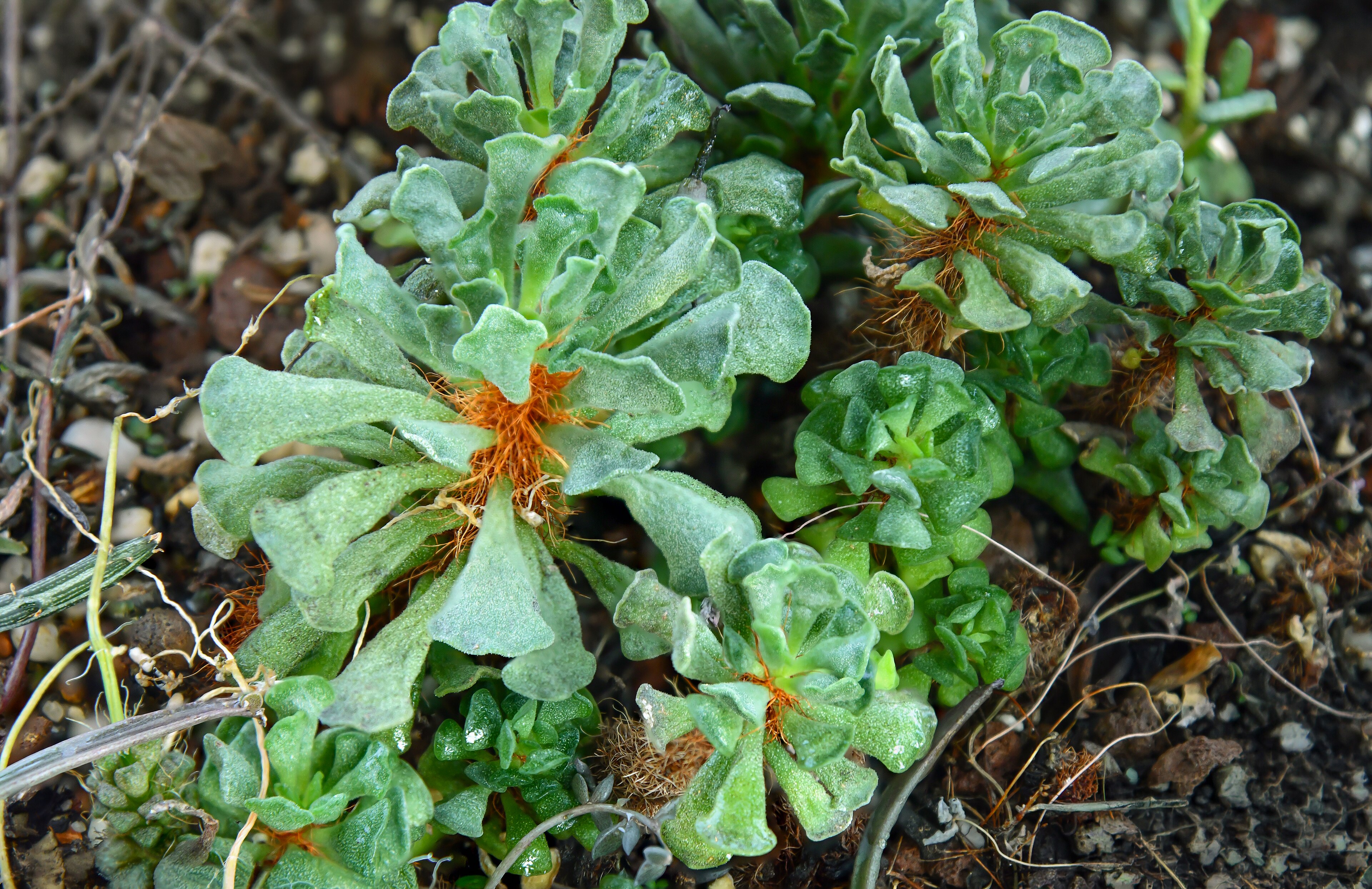 Adromischus