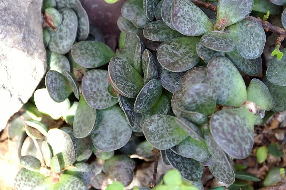 Adromischus