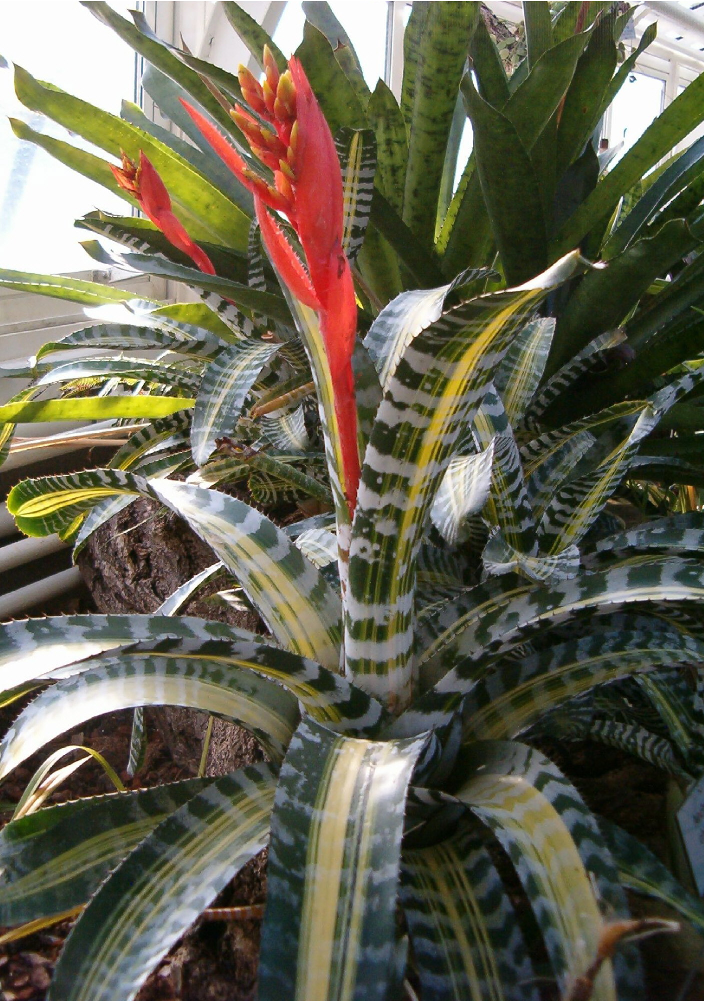 Aechmea