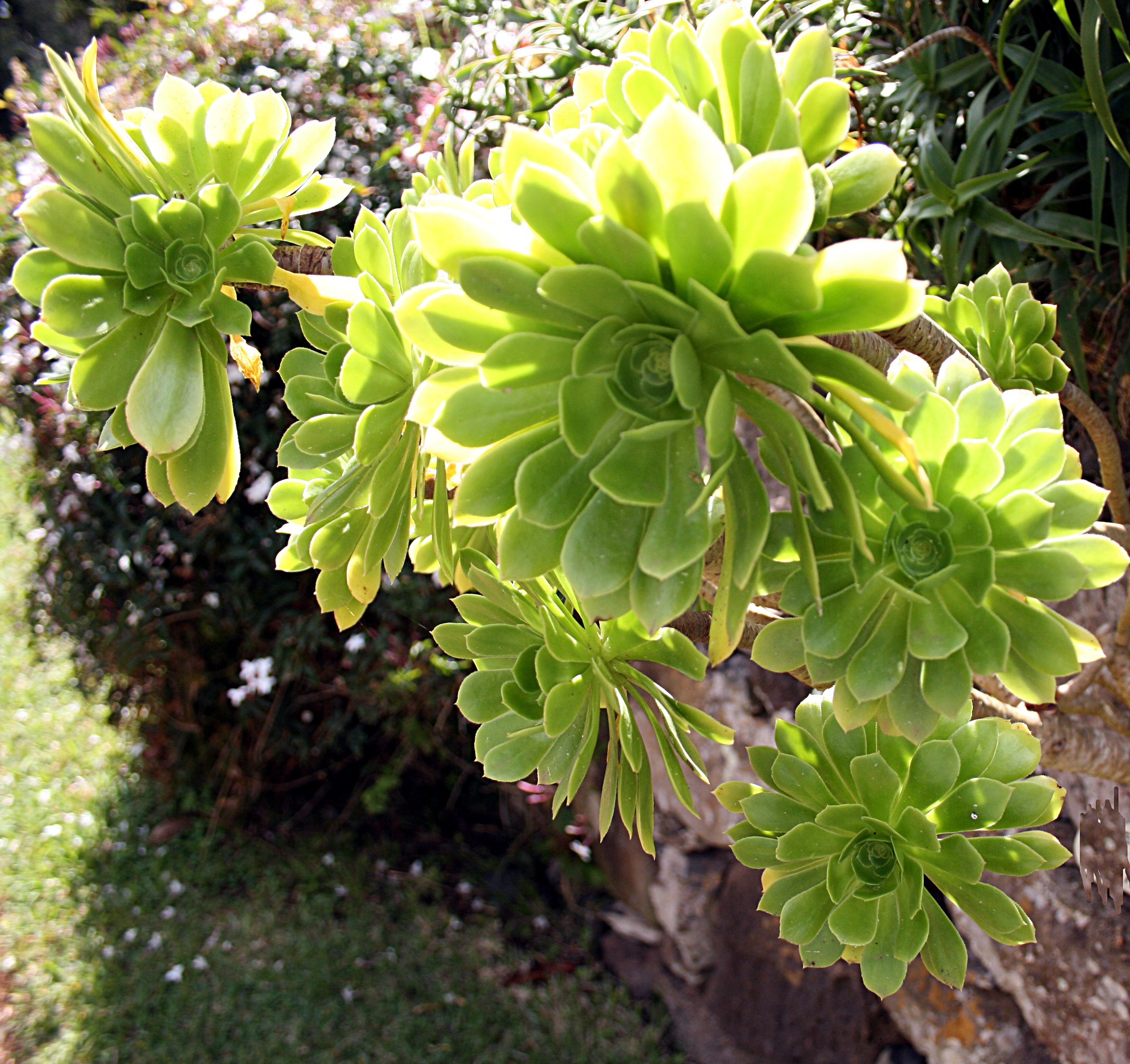 Aeonium