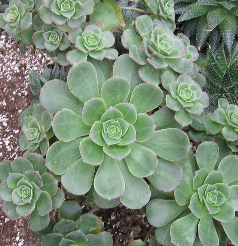 Aeonium