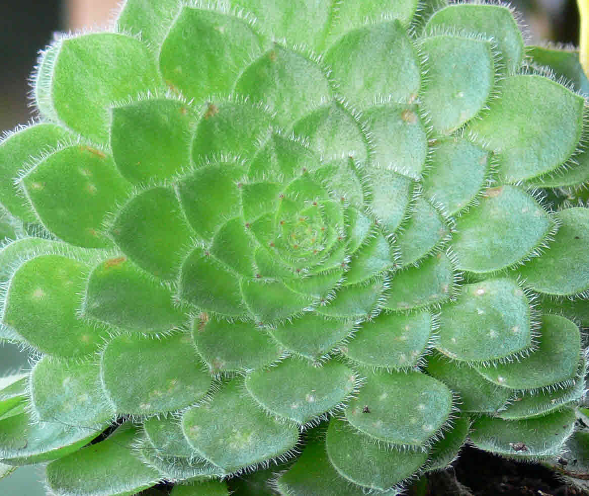 Aeonium