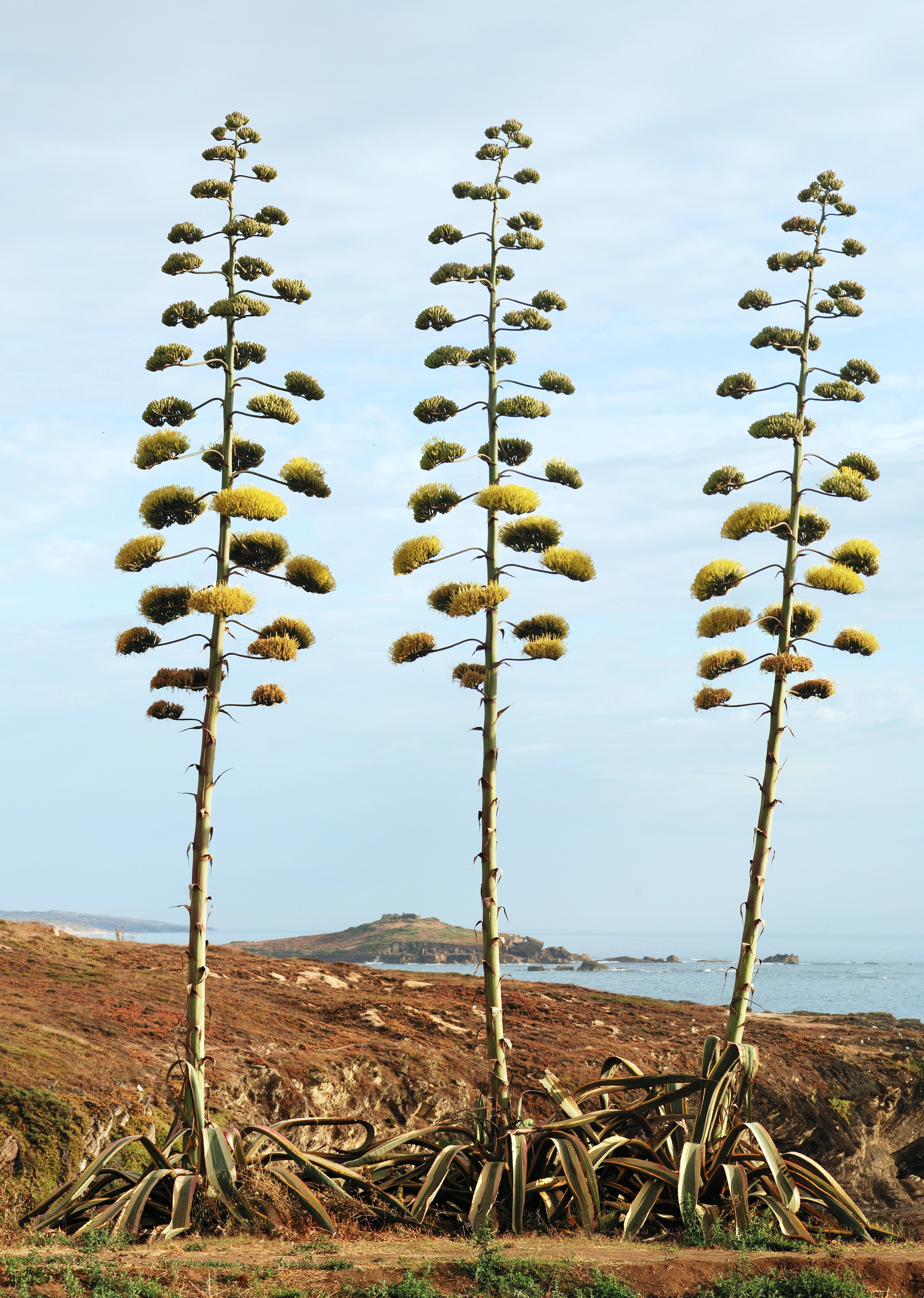 Agave