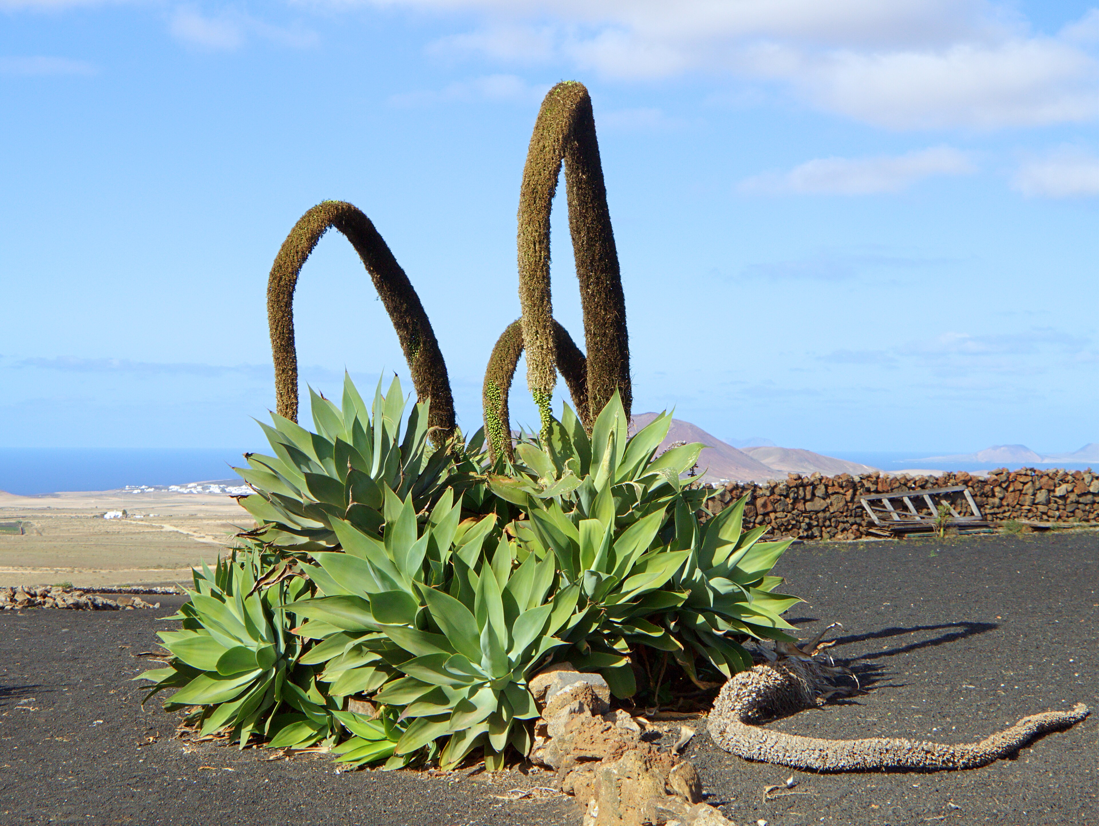 Agave