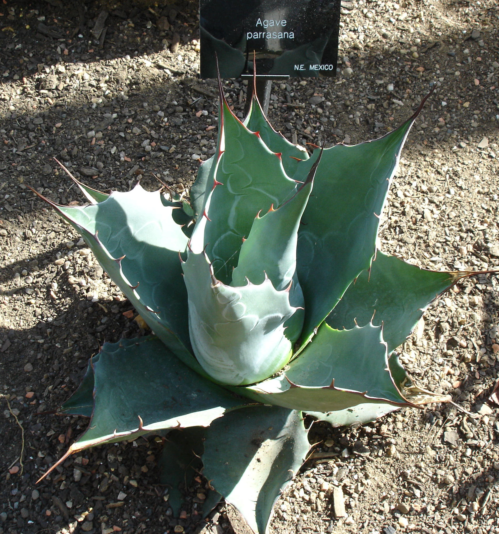 Agave
