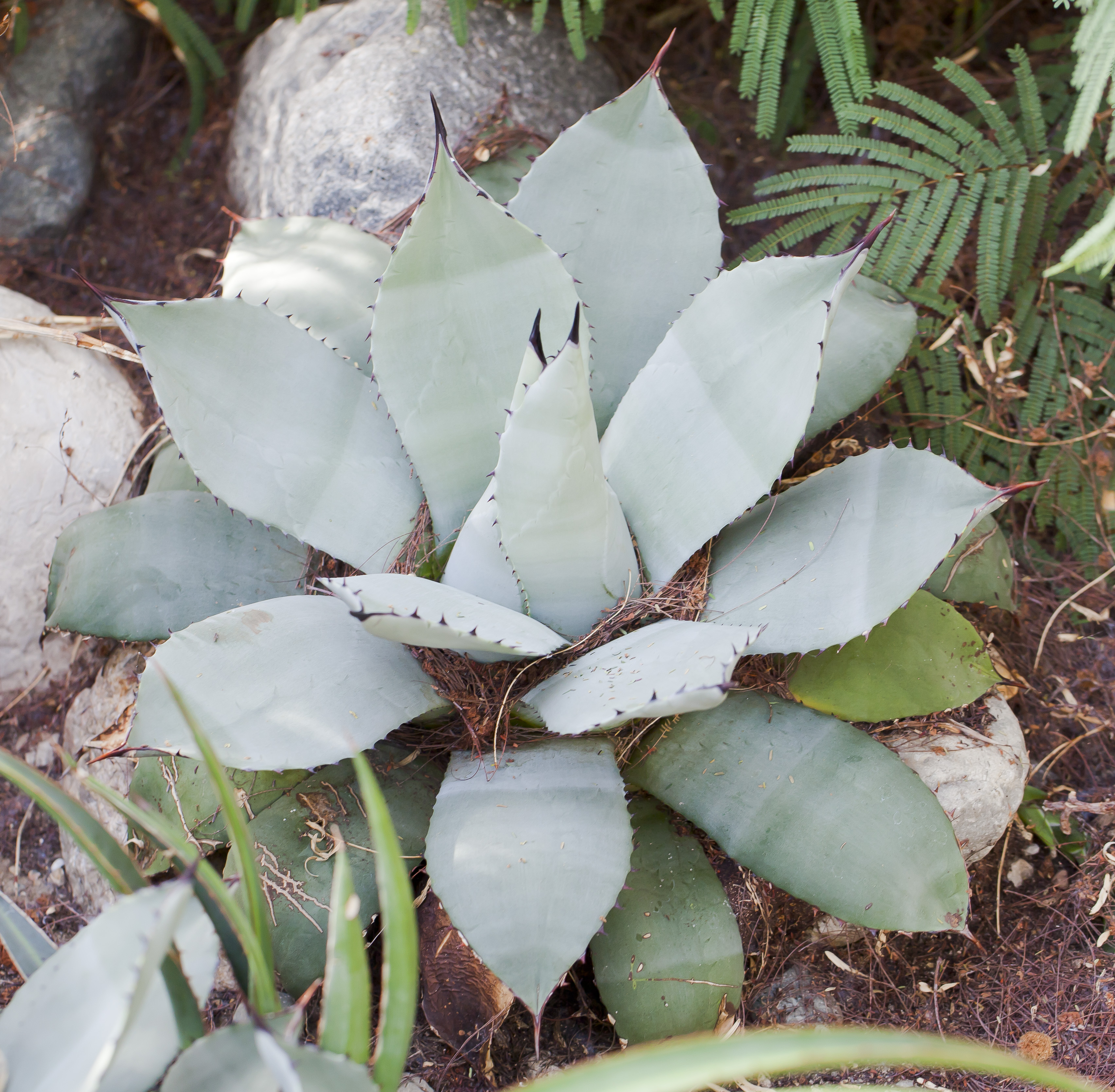Agave