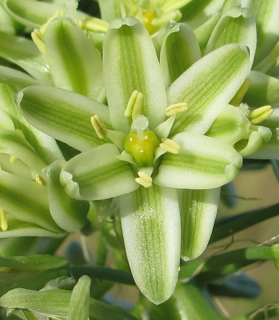 Albuca