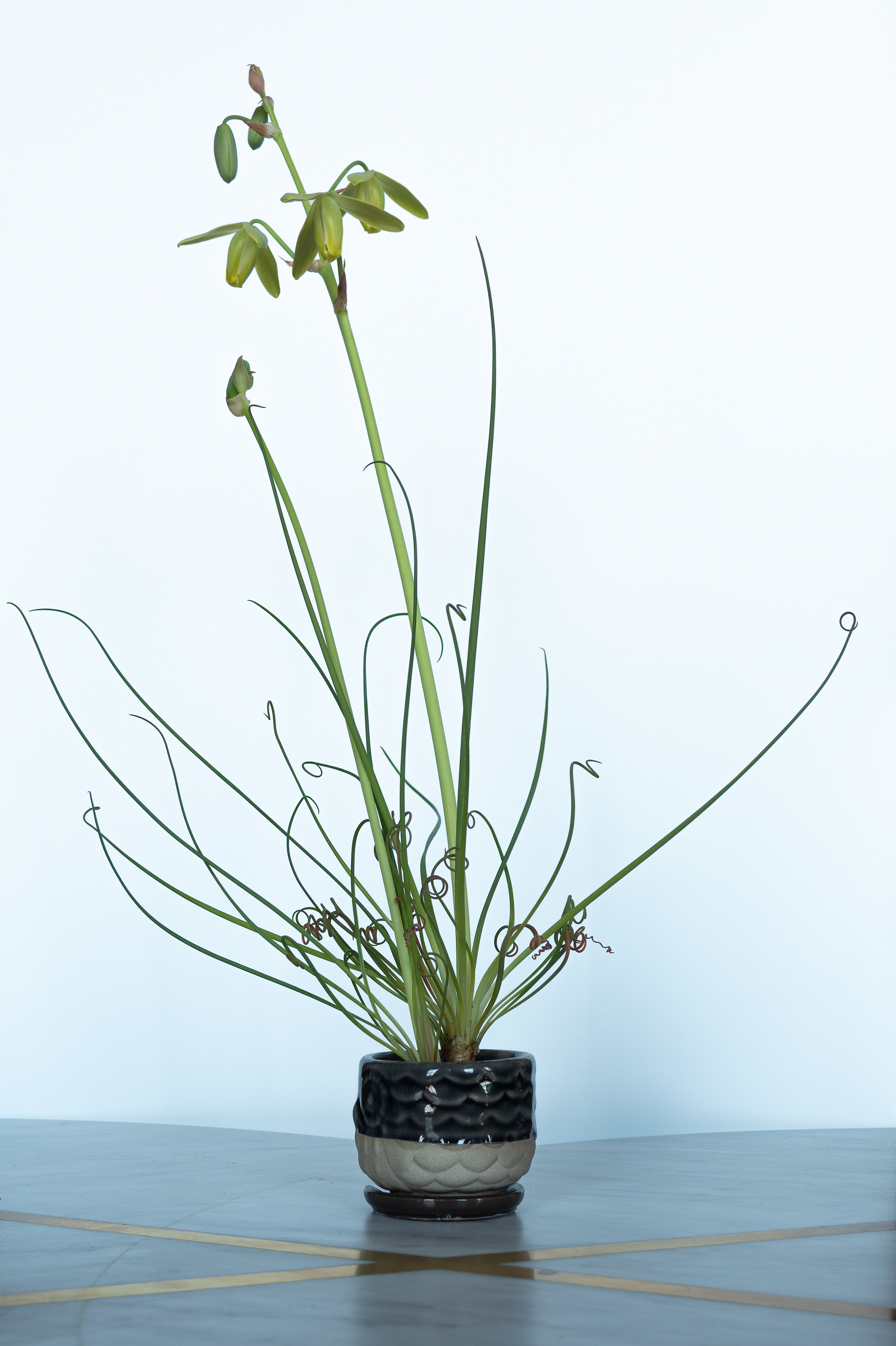 Albuca