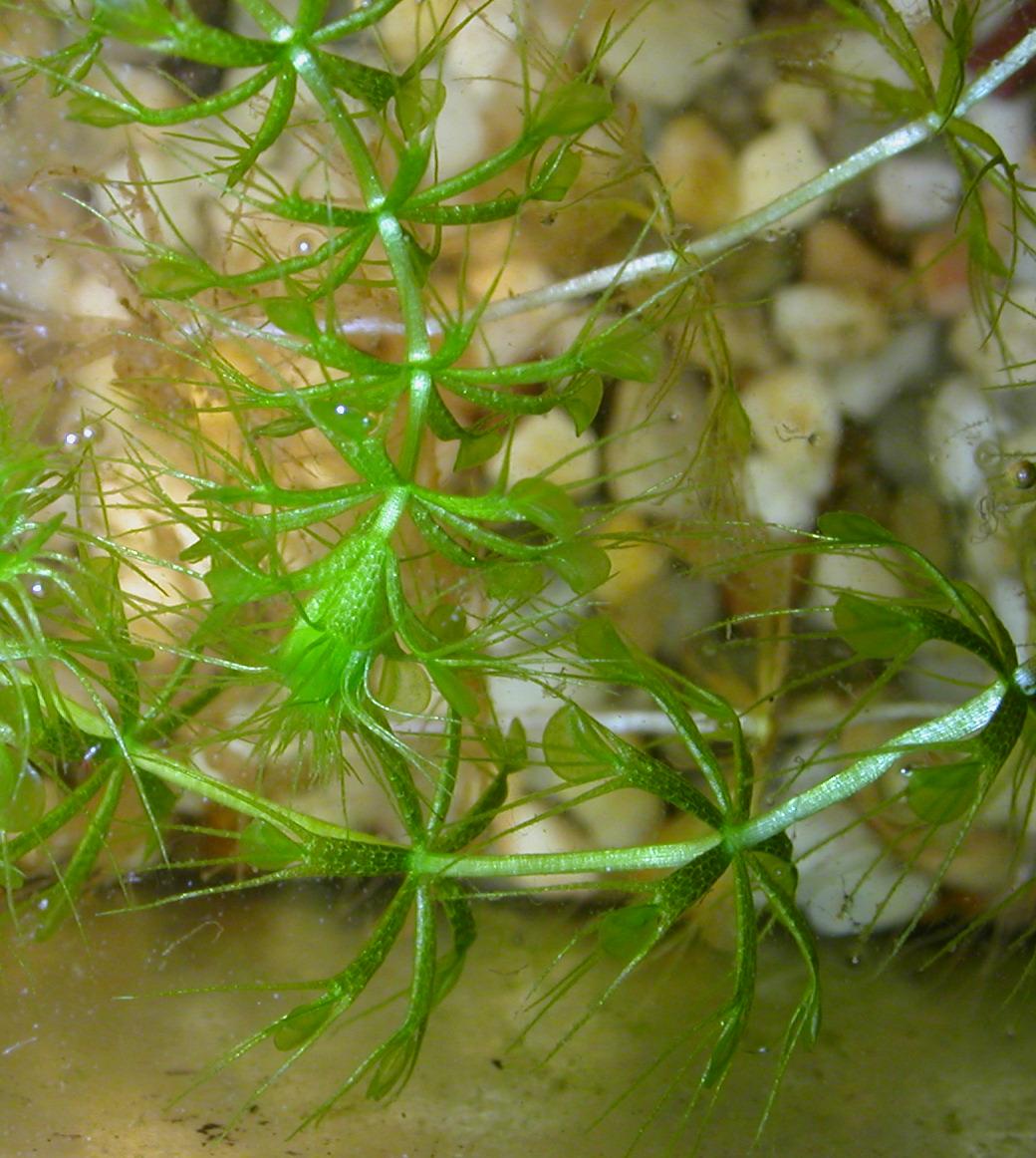 Aldrovanda