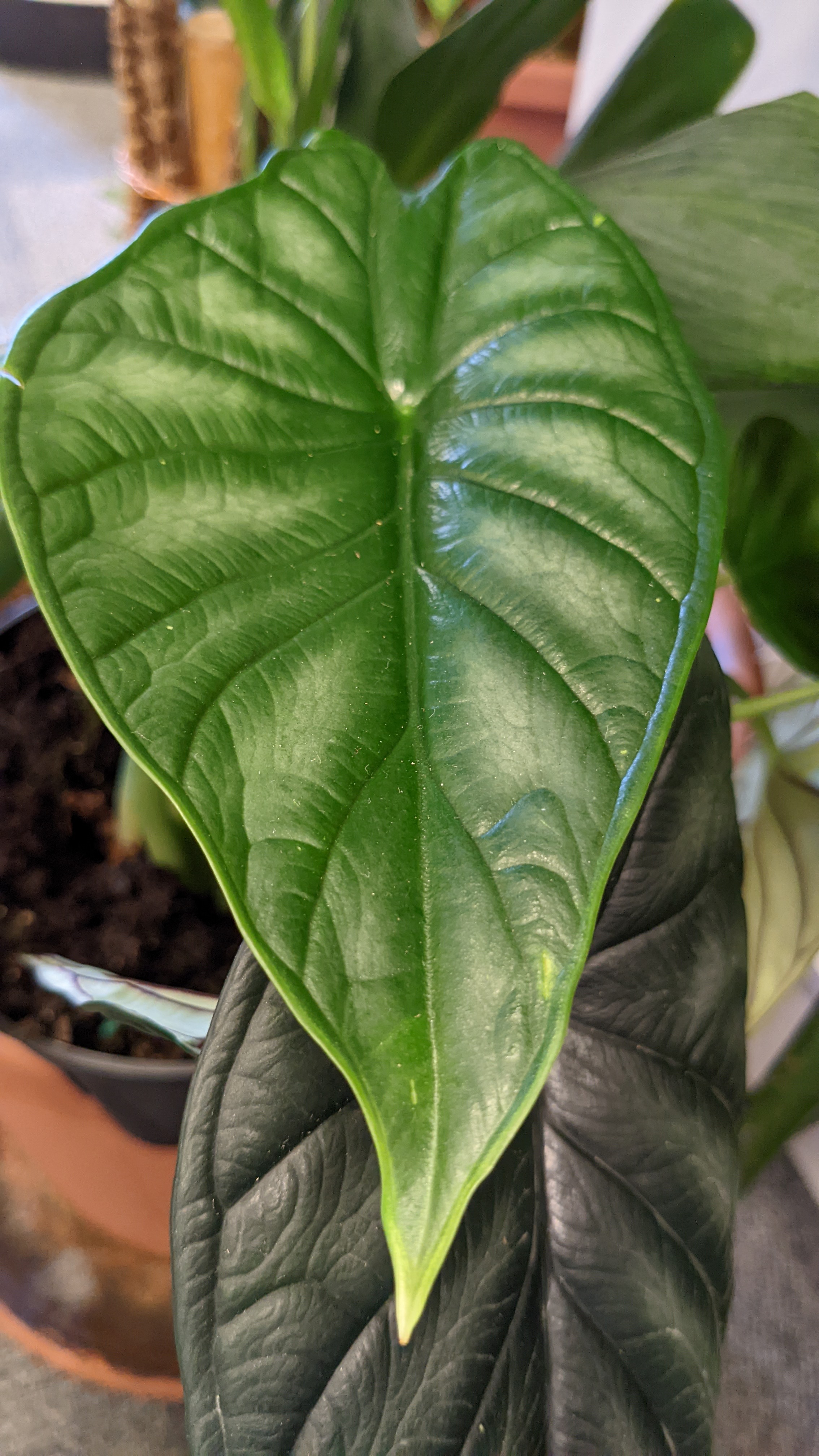 Alocasia