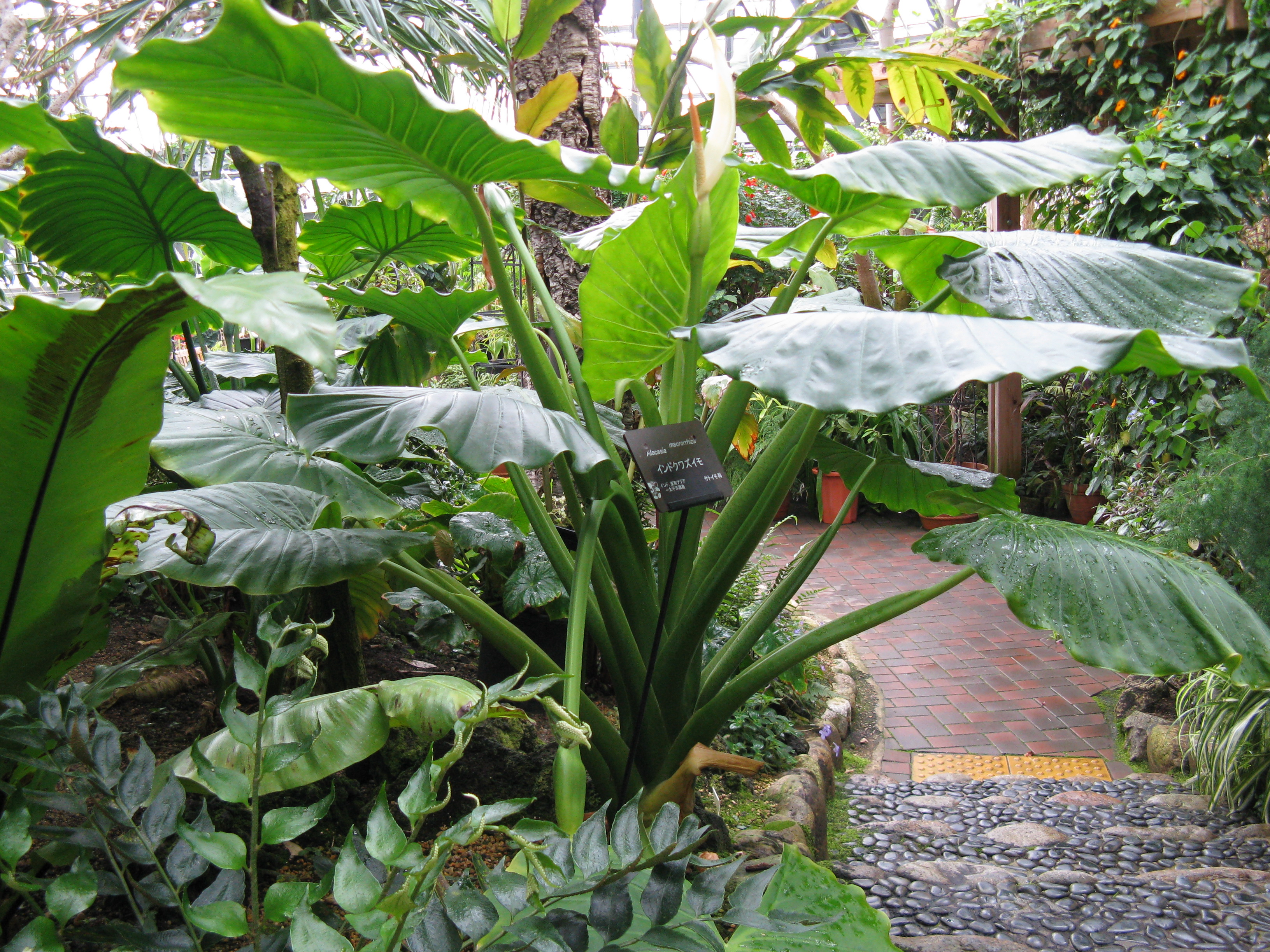 Alocasia