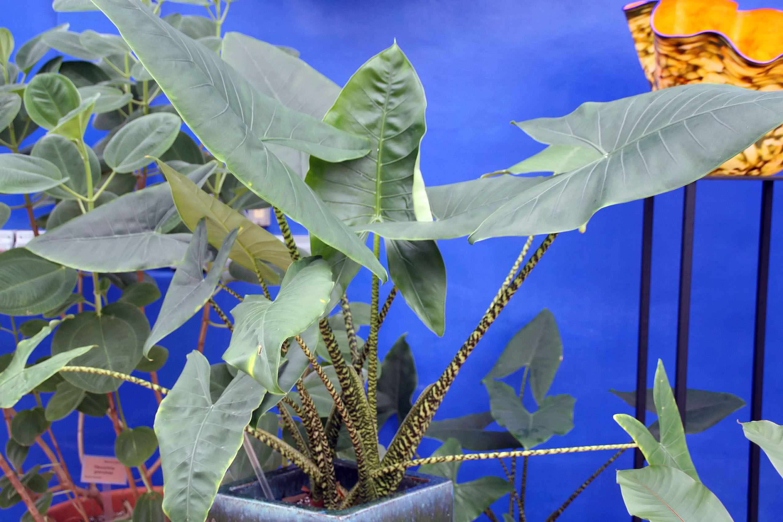 Alocasia