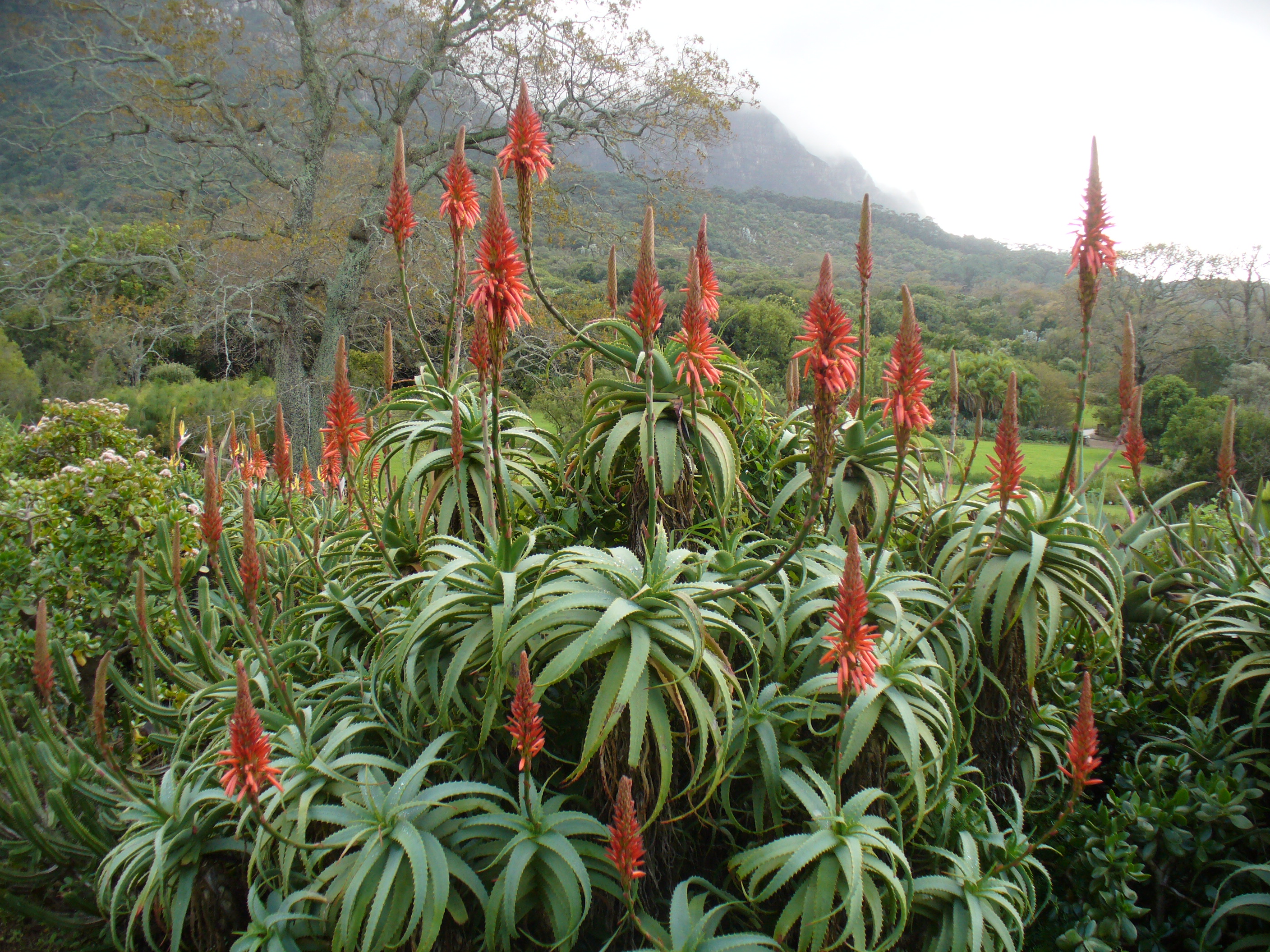 Aloe
