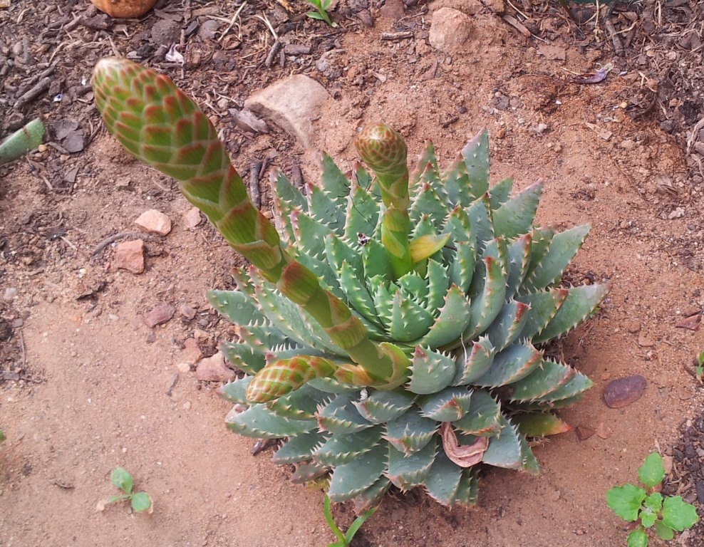 Aloe