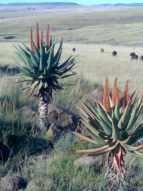 Aloe