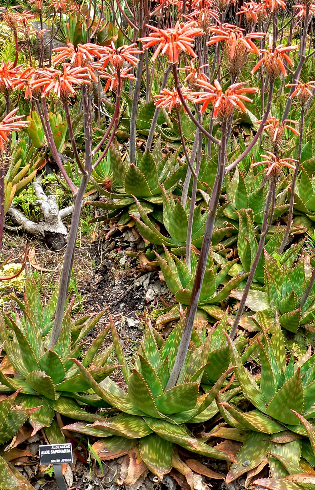 Aloe