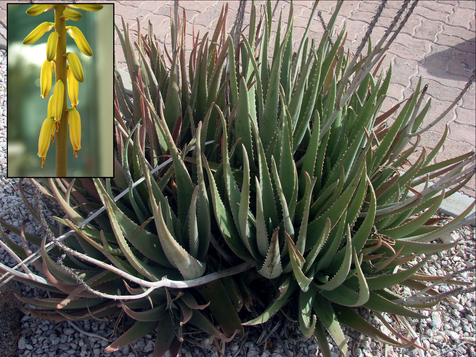 Aloe