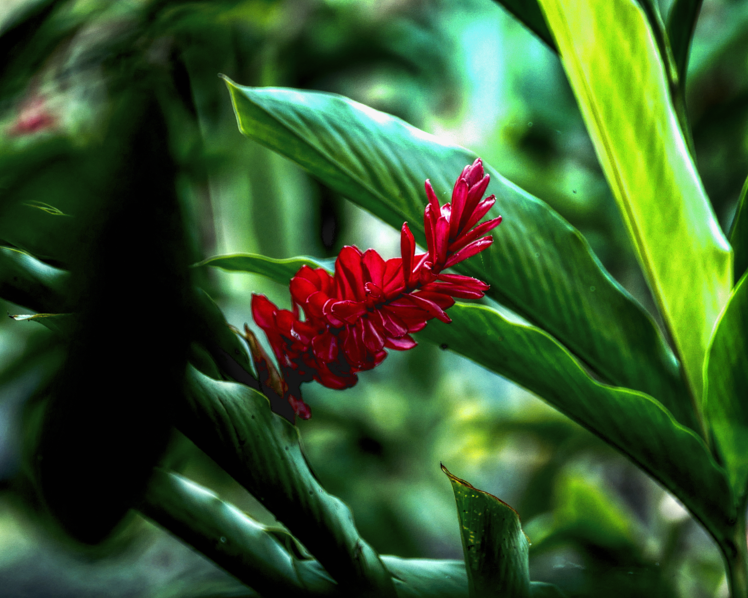 Alpinia