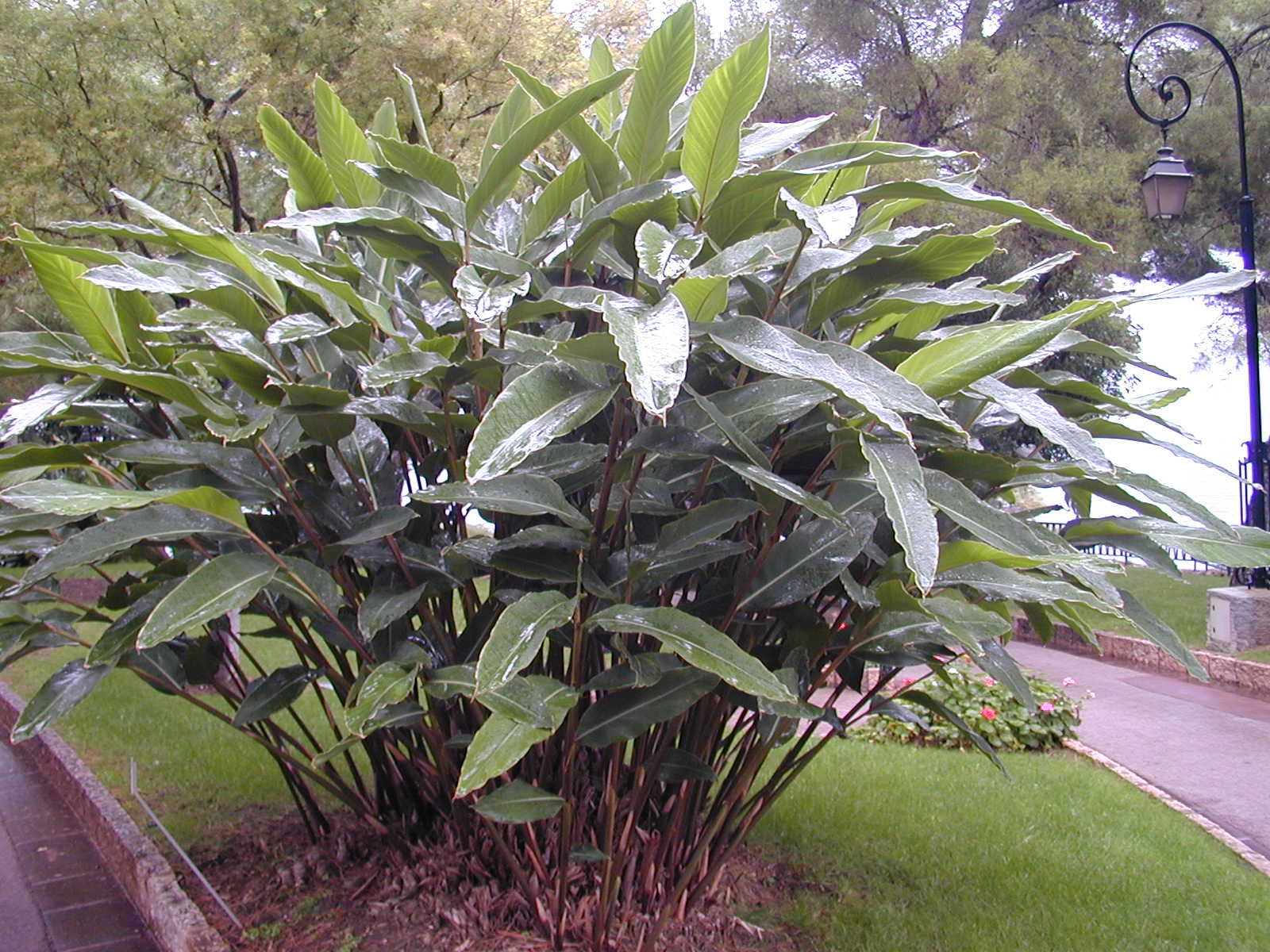 Alpinia