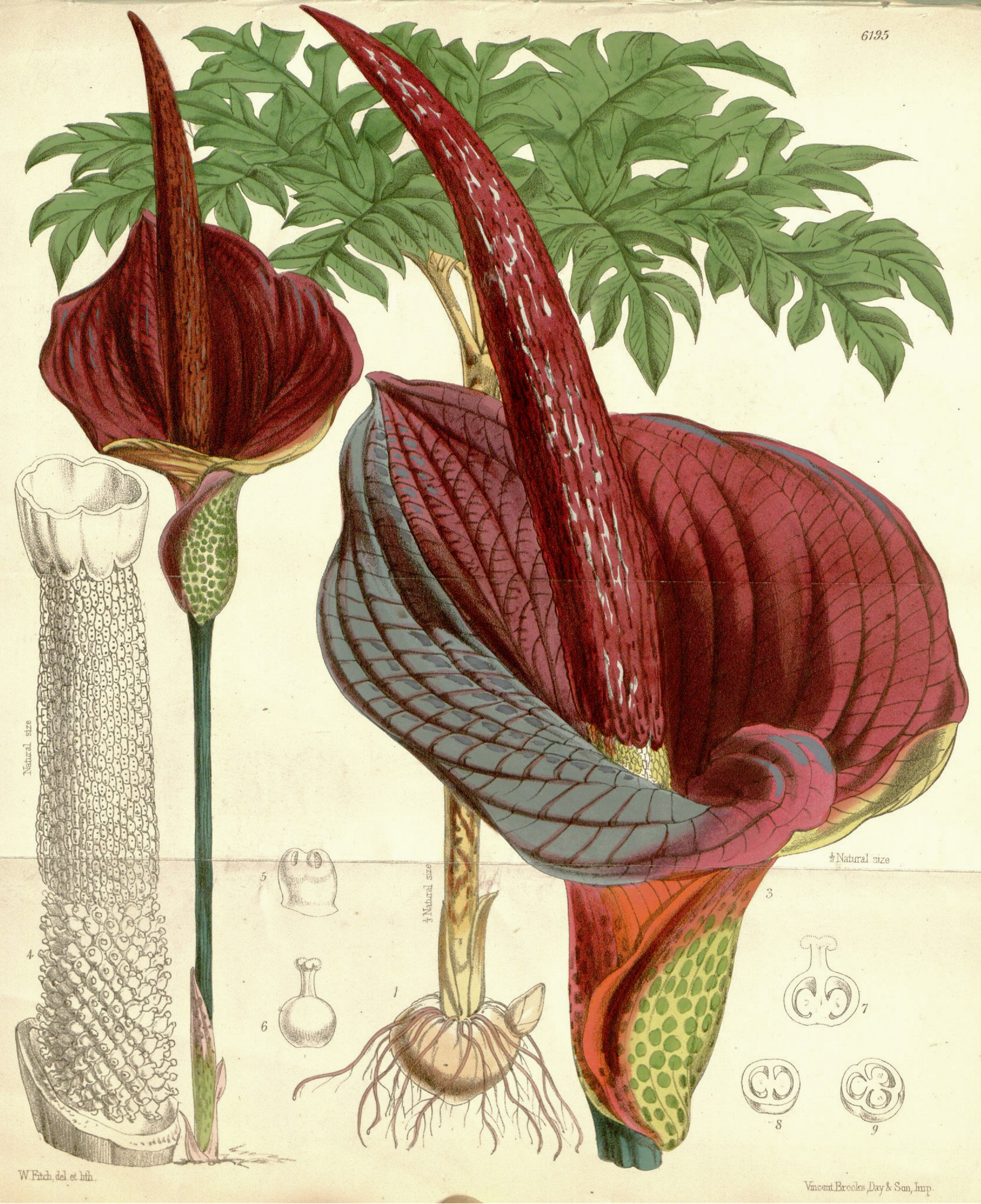 Amorphophallus