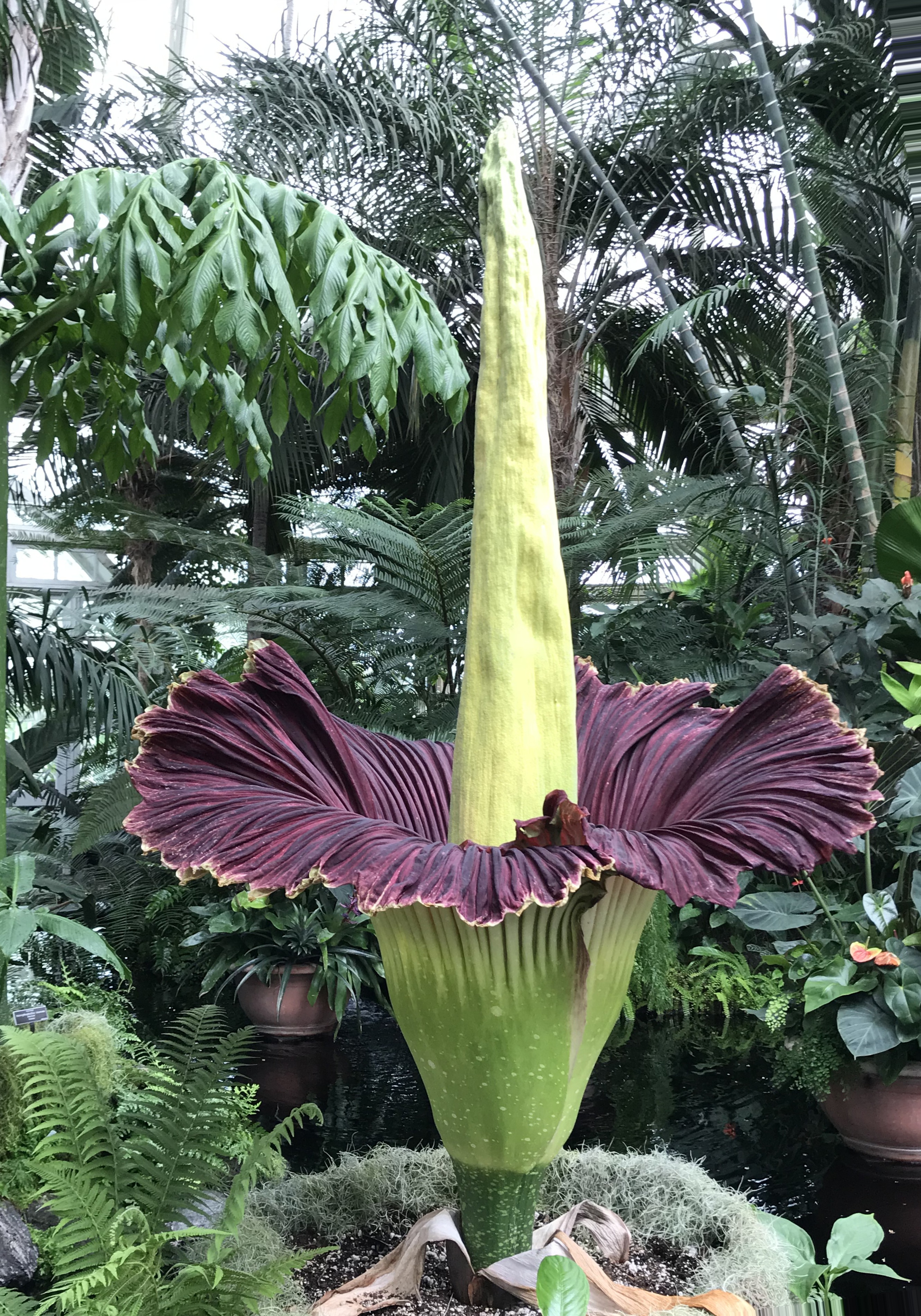 Amorphophallus