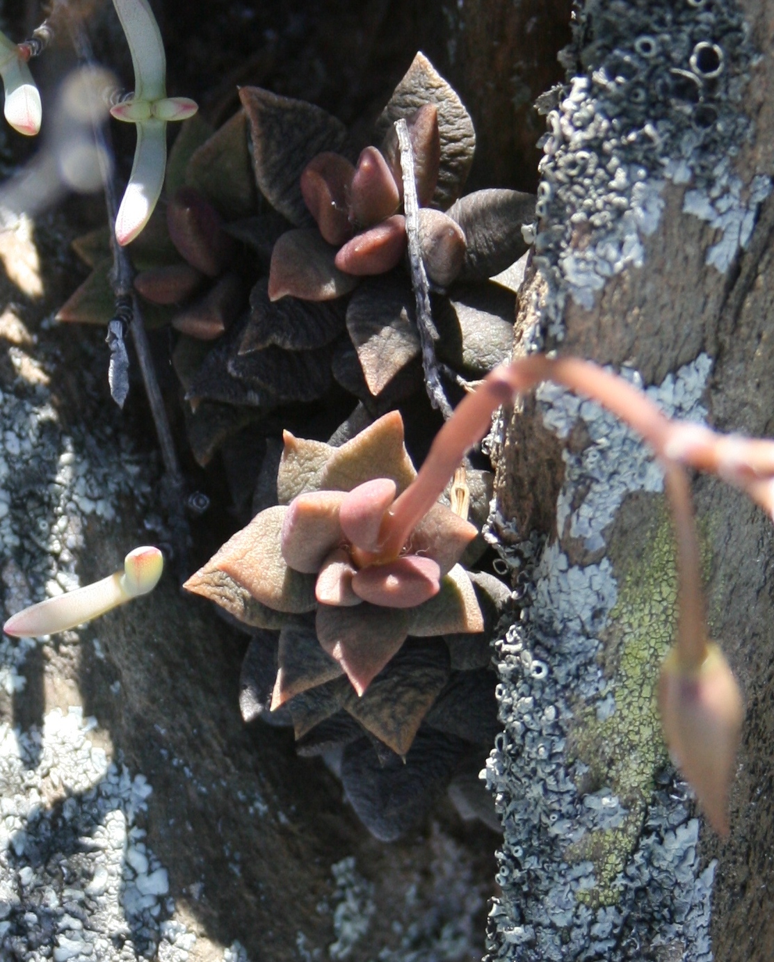 Anacampseros