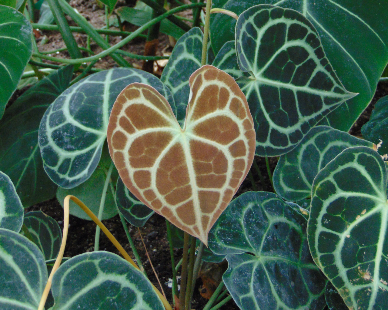 Anthurium
