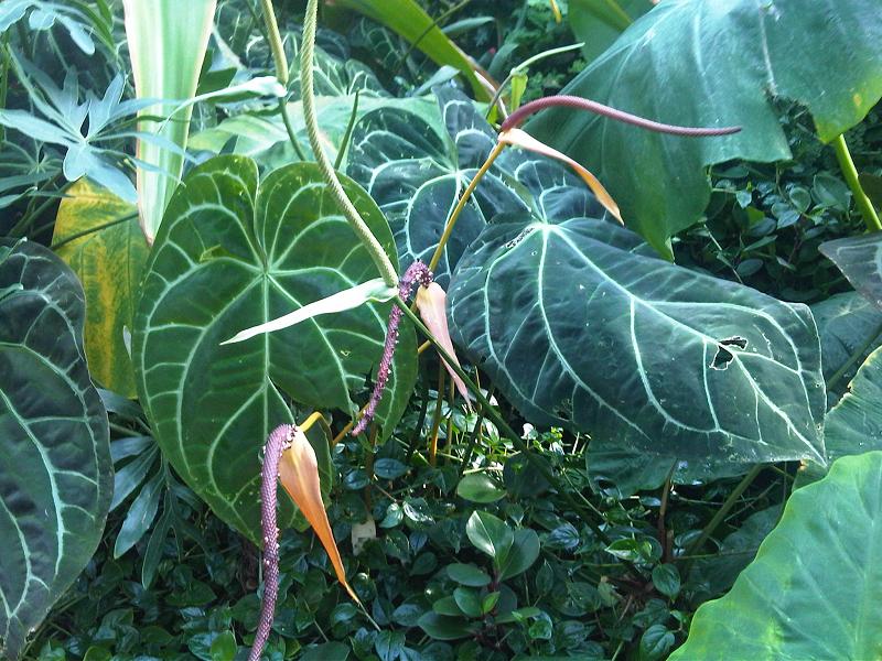 Anthurium