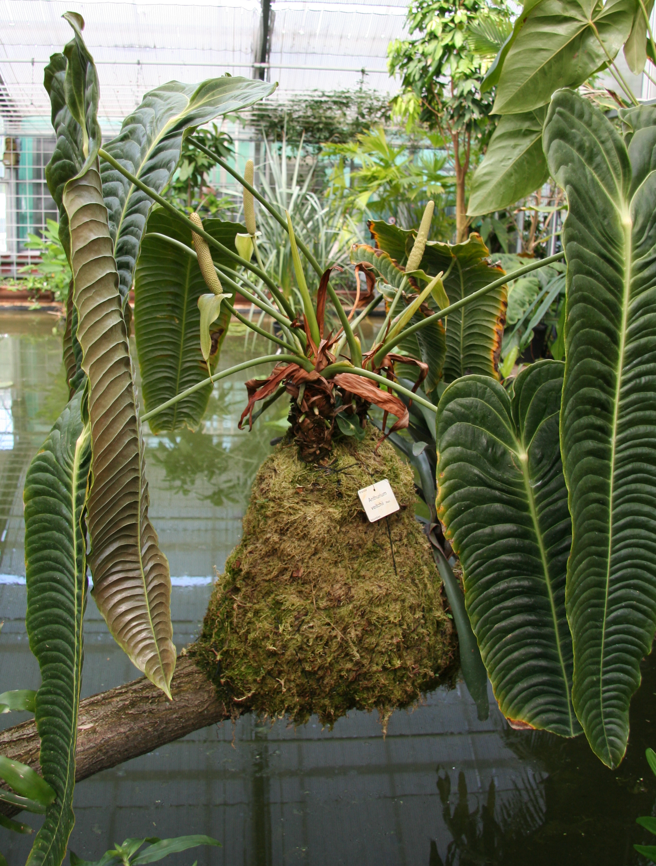 Anthurium