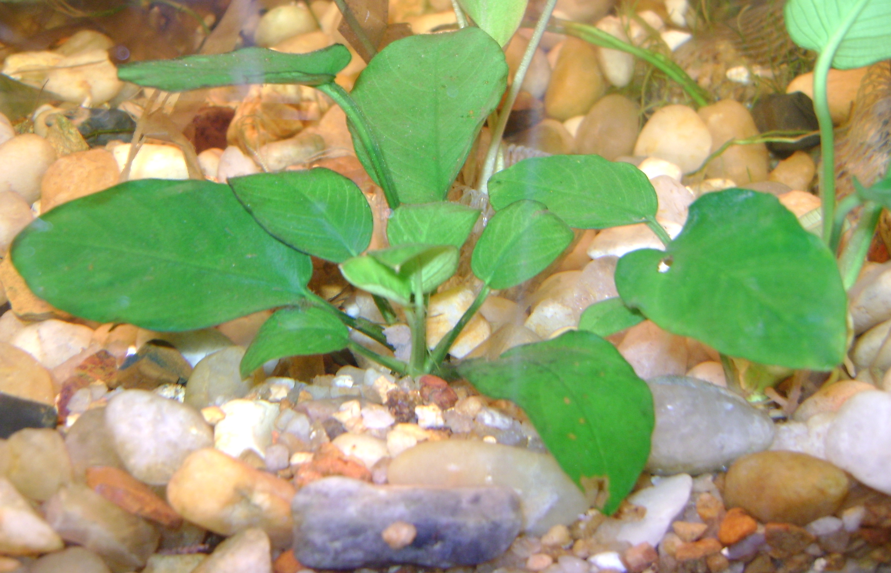 Anubias