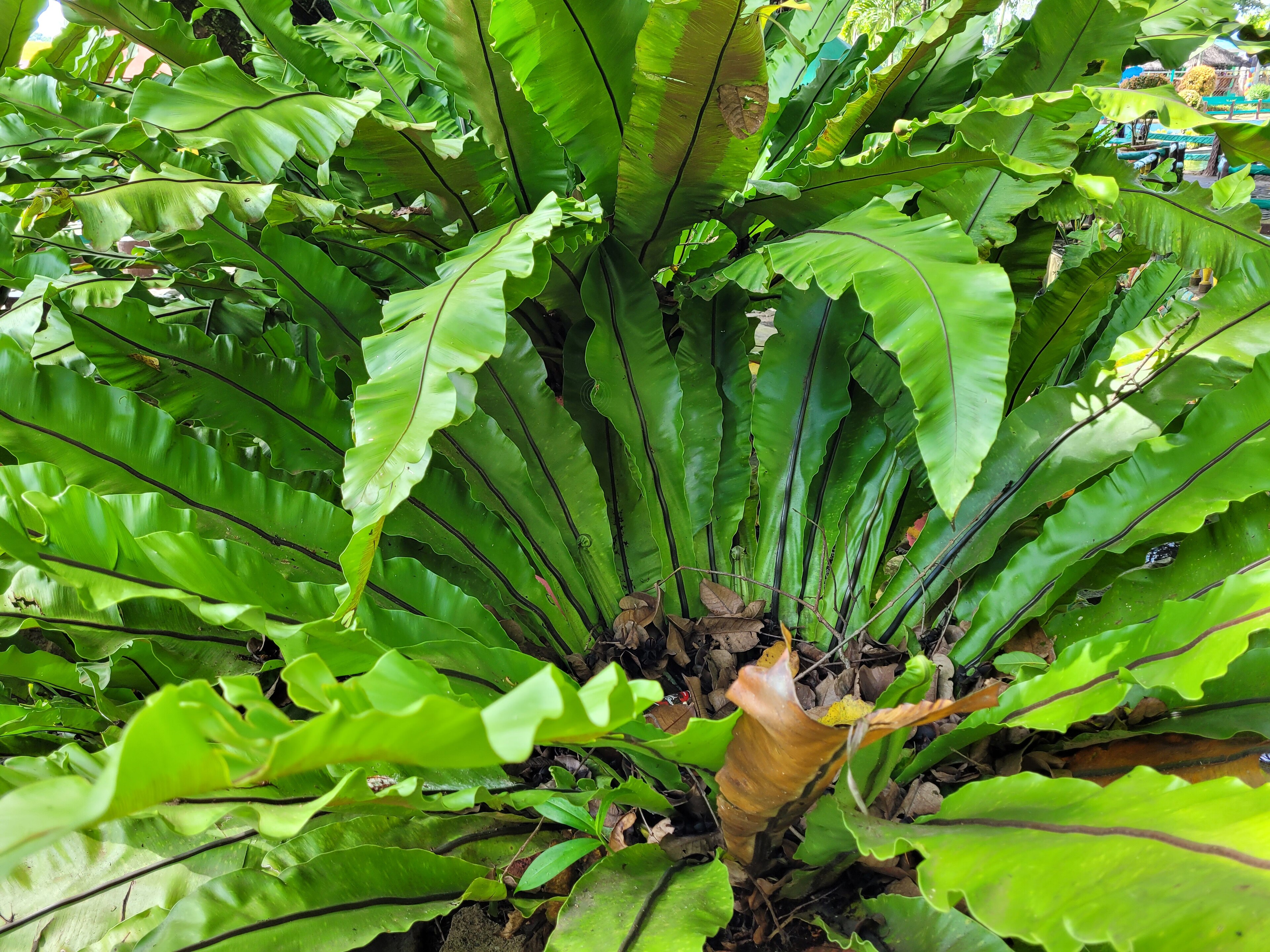 Asplenium