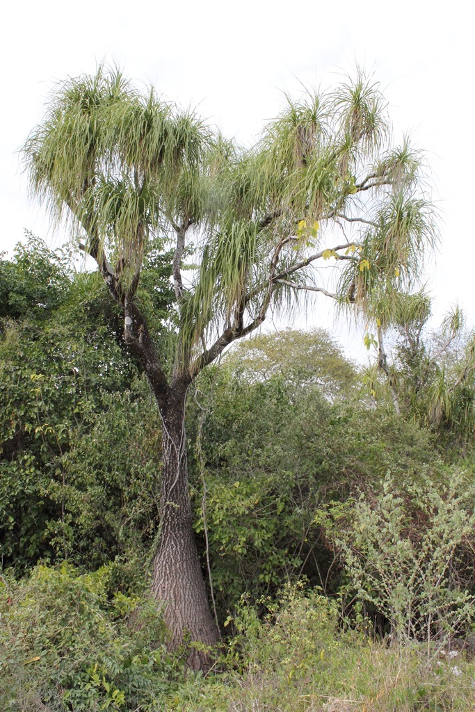 Beaucarnea