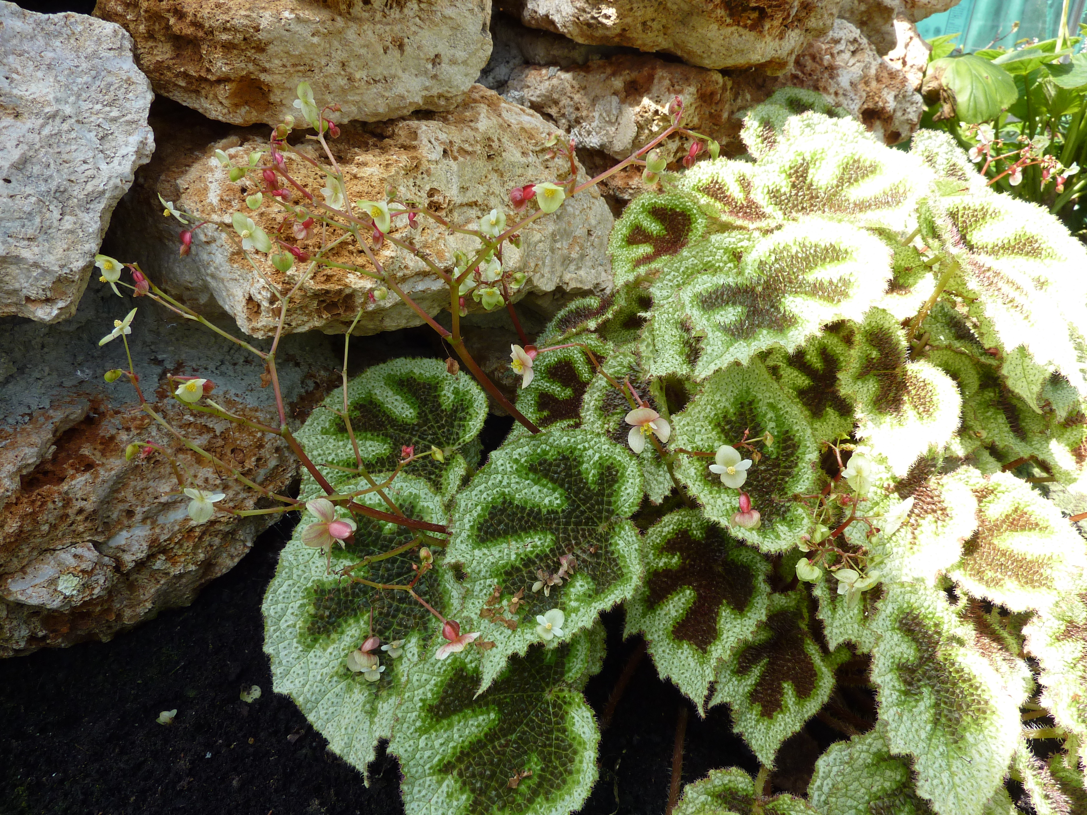 Begonia